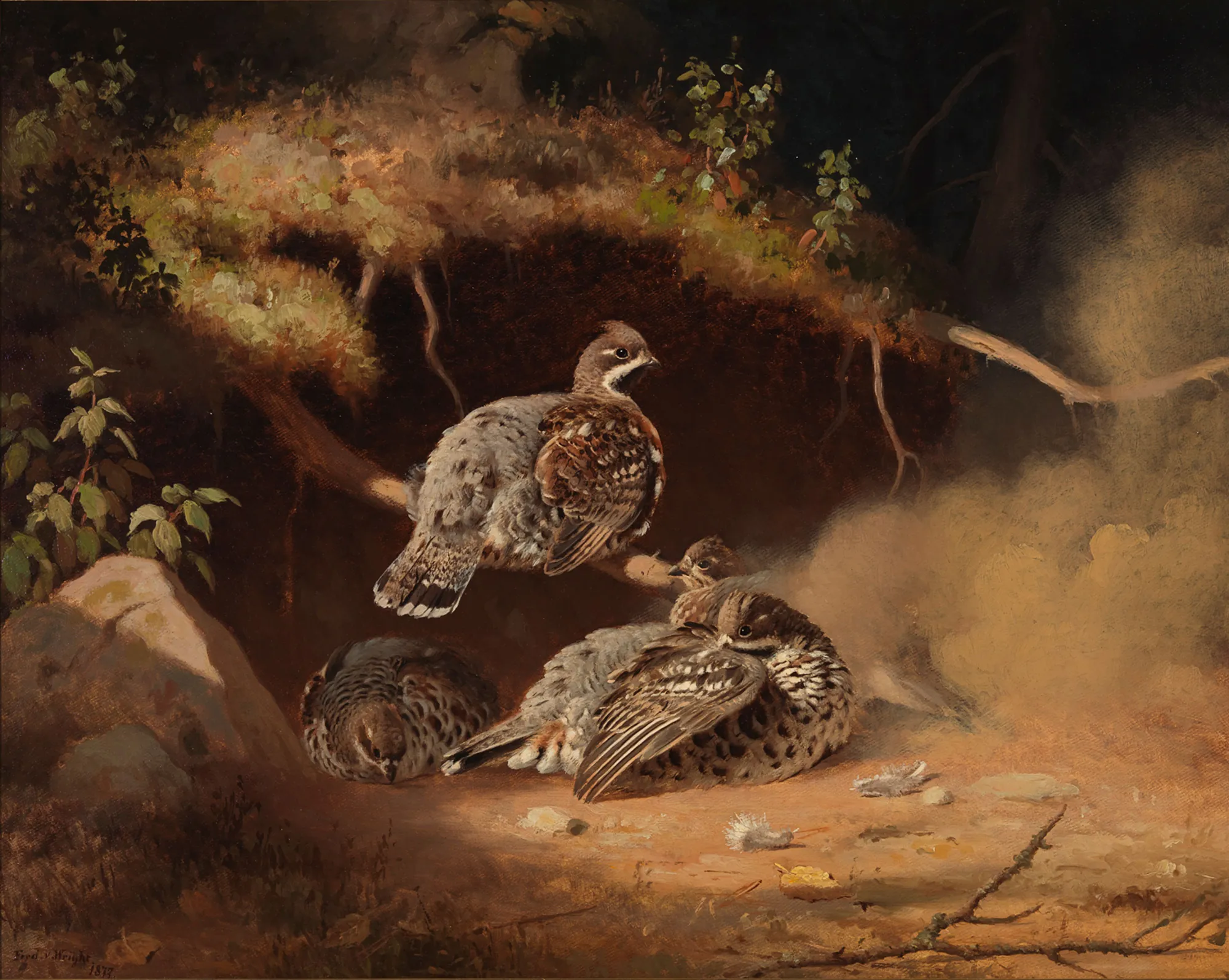 Hazel Grouse in a Dusting Hole