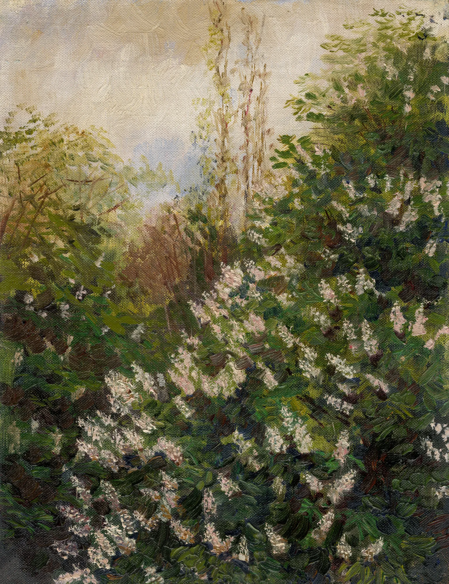 Lilacs