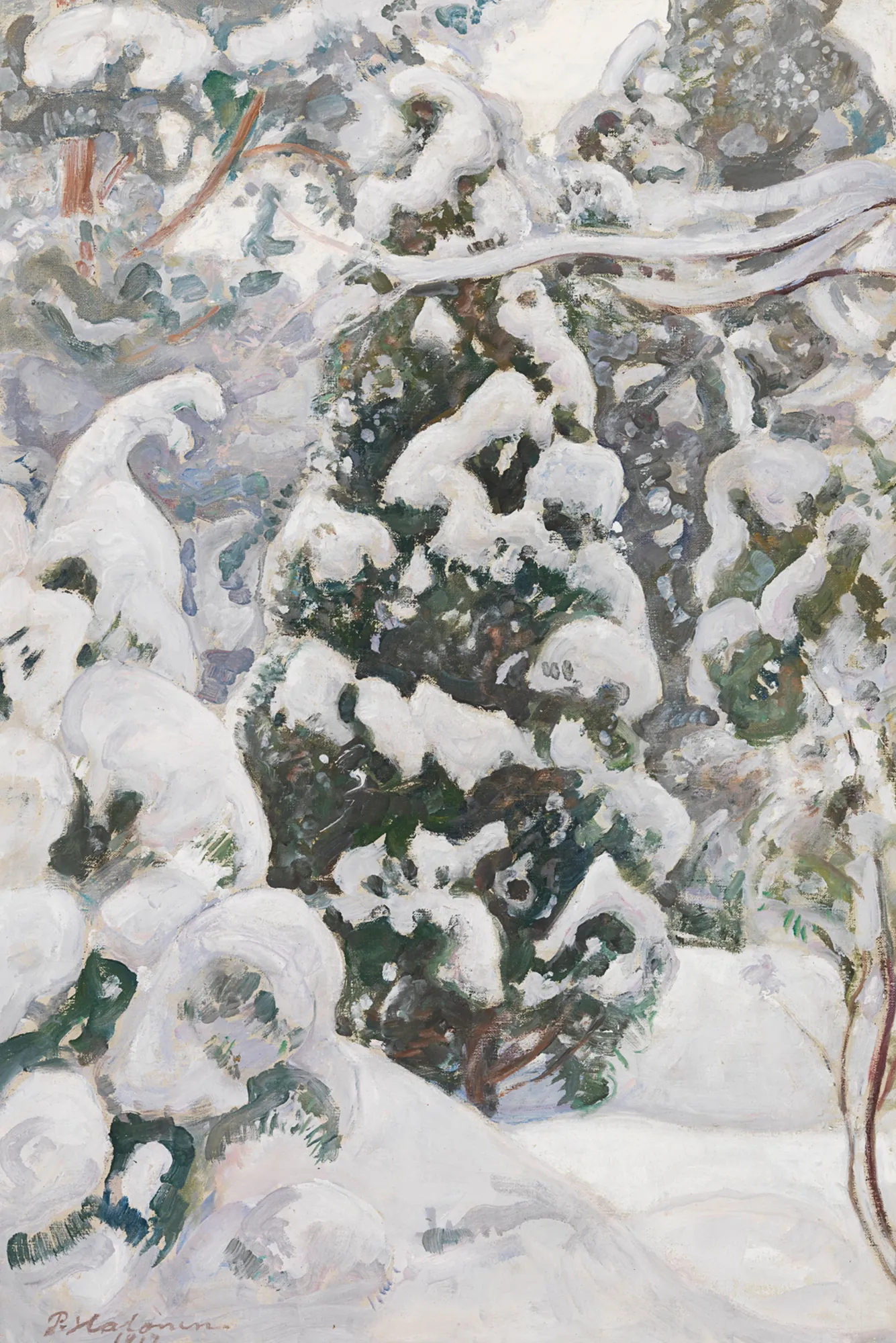 Juniper Tree in Snow