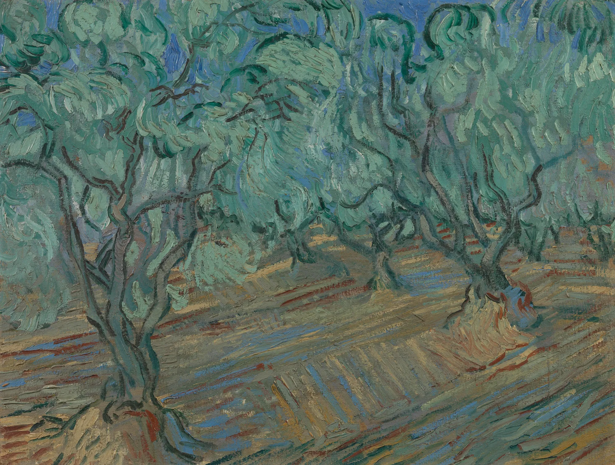 Olive Grove