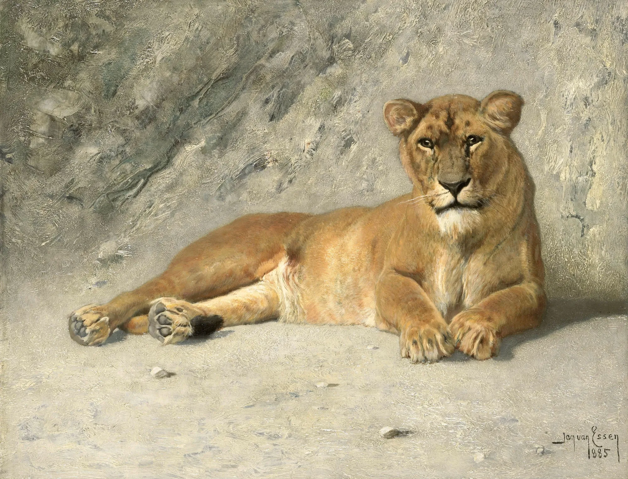 Lioness Resting