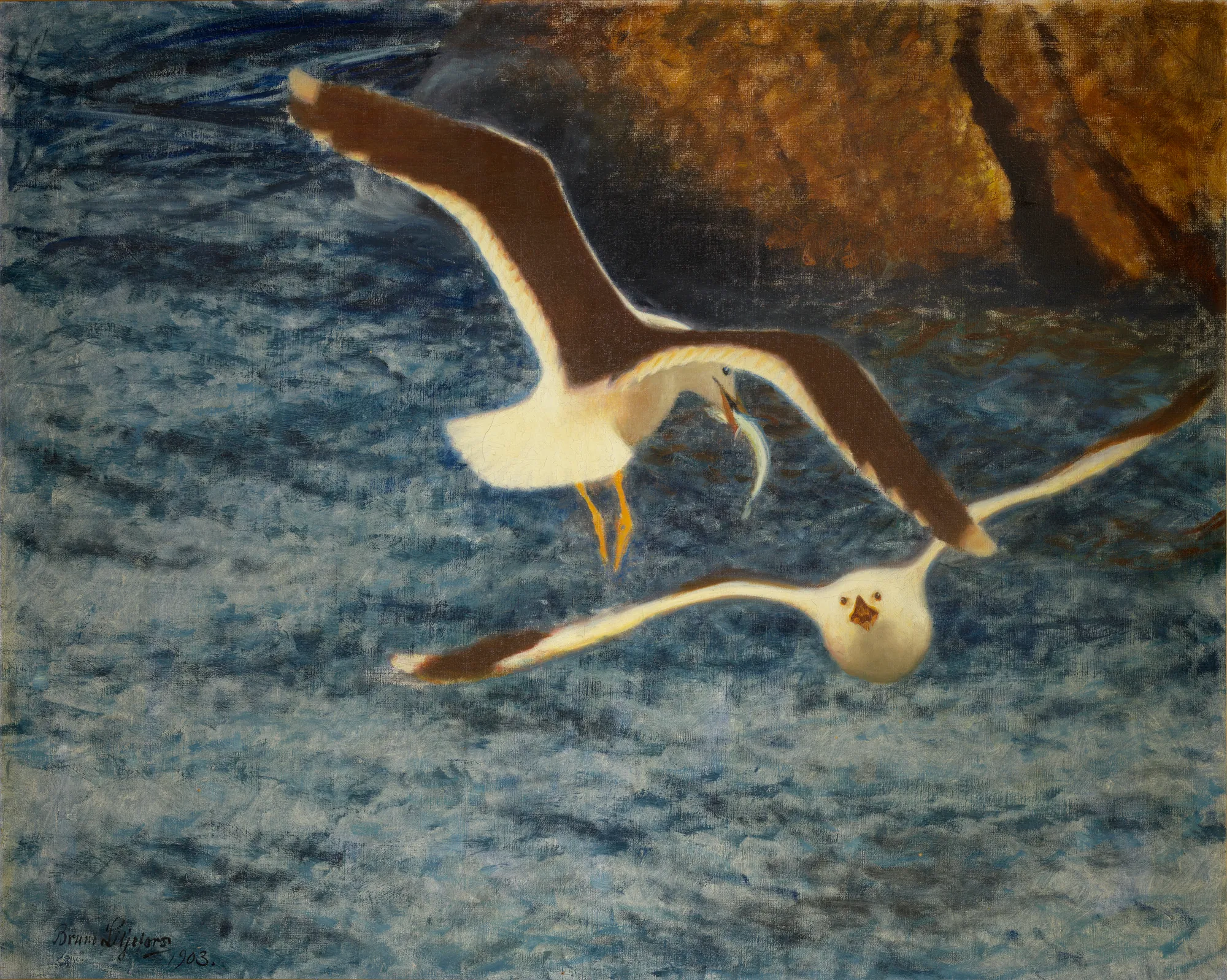Lesser Black-backed Gulls Flying