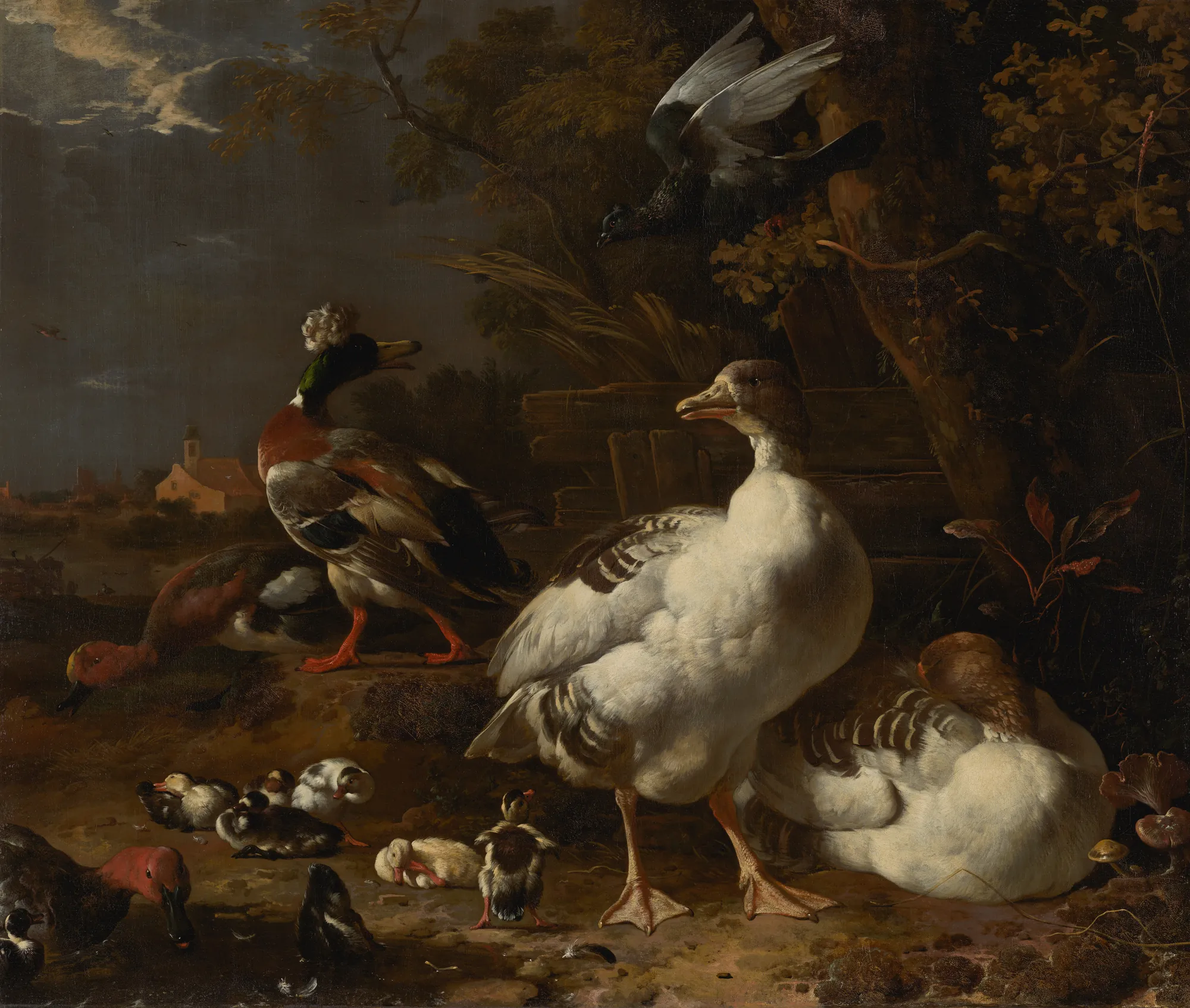 Geese and Ducks