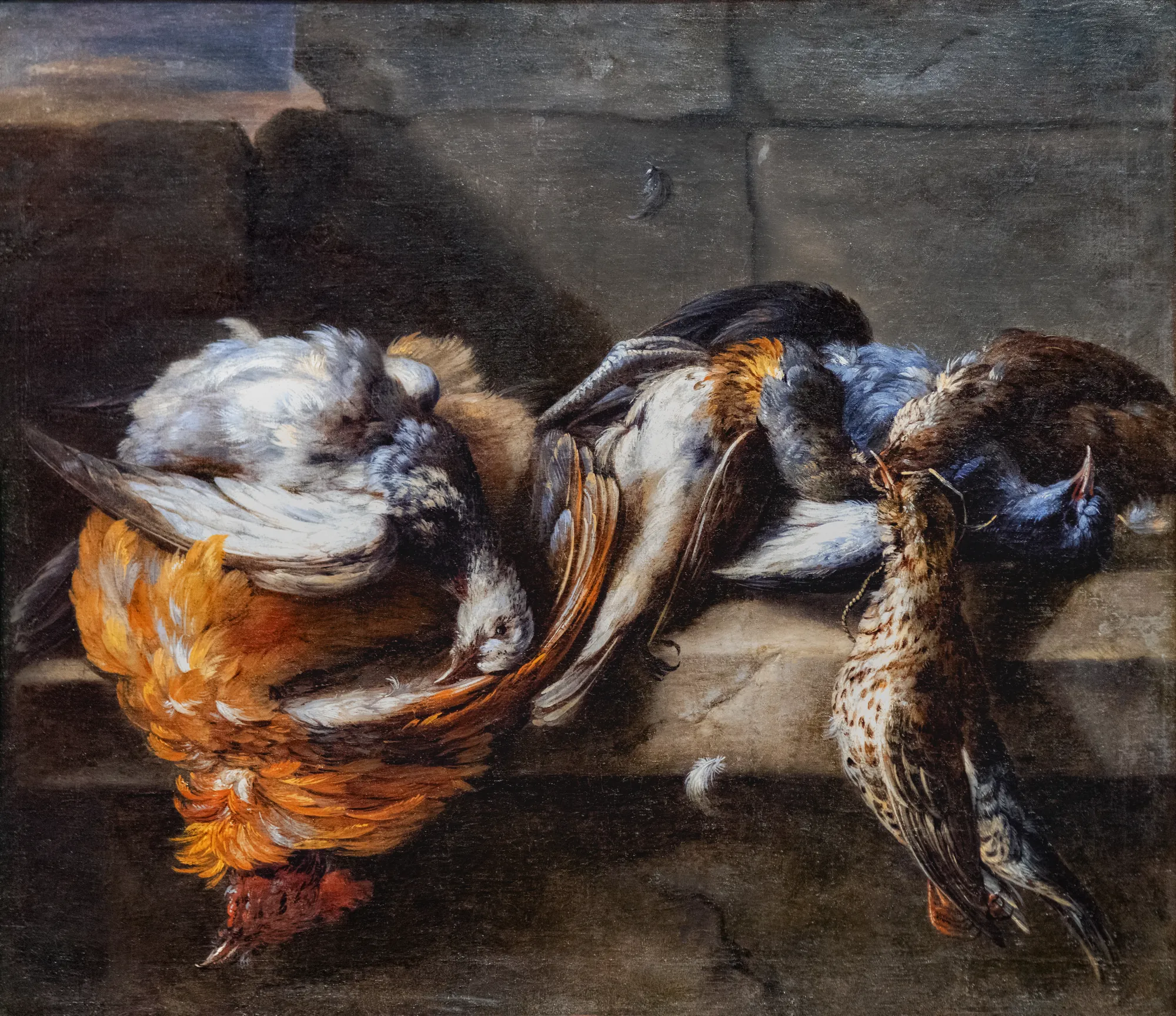Gibier de plumes sur un rebord de pierre