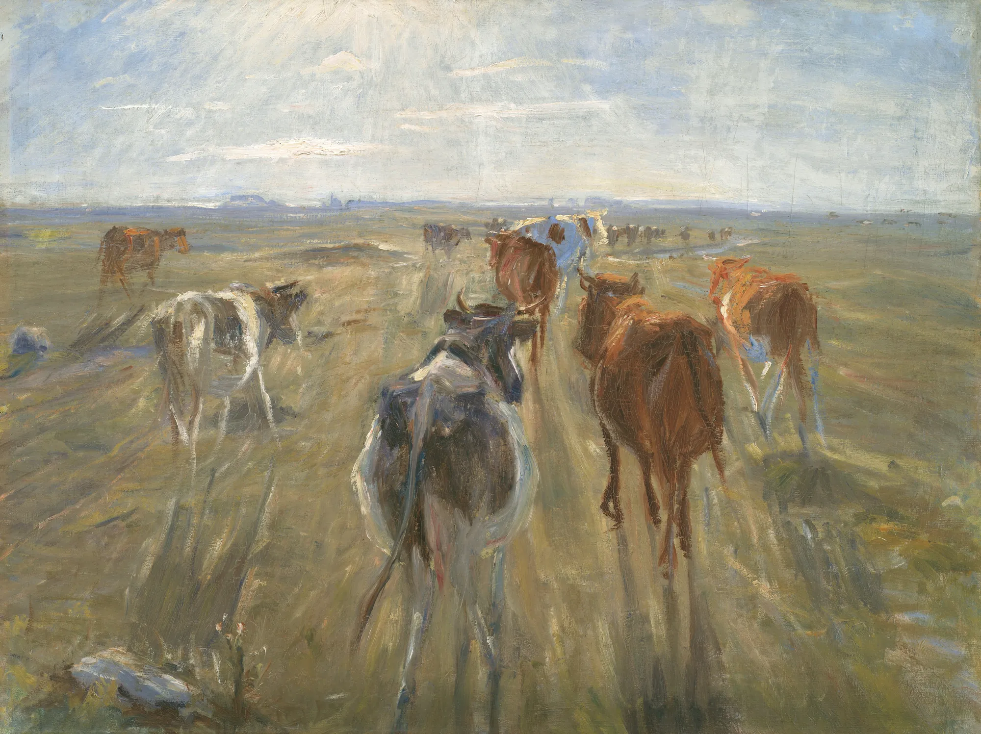 Long Shadows: Cattle on the Island of Saltholm