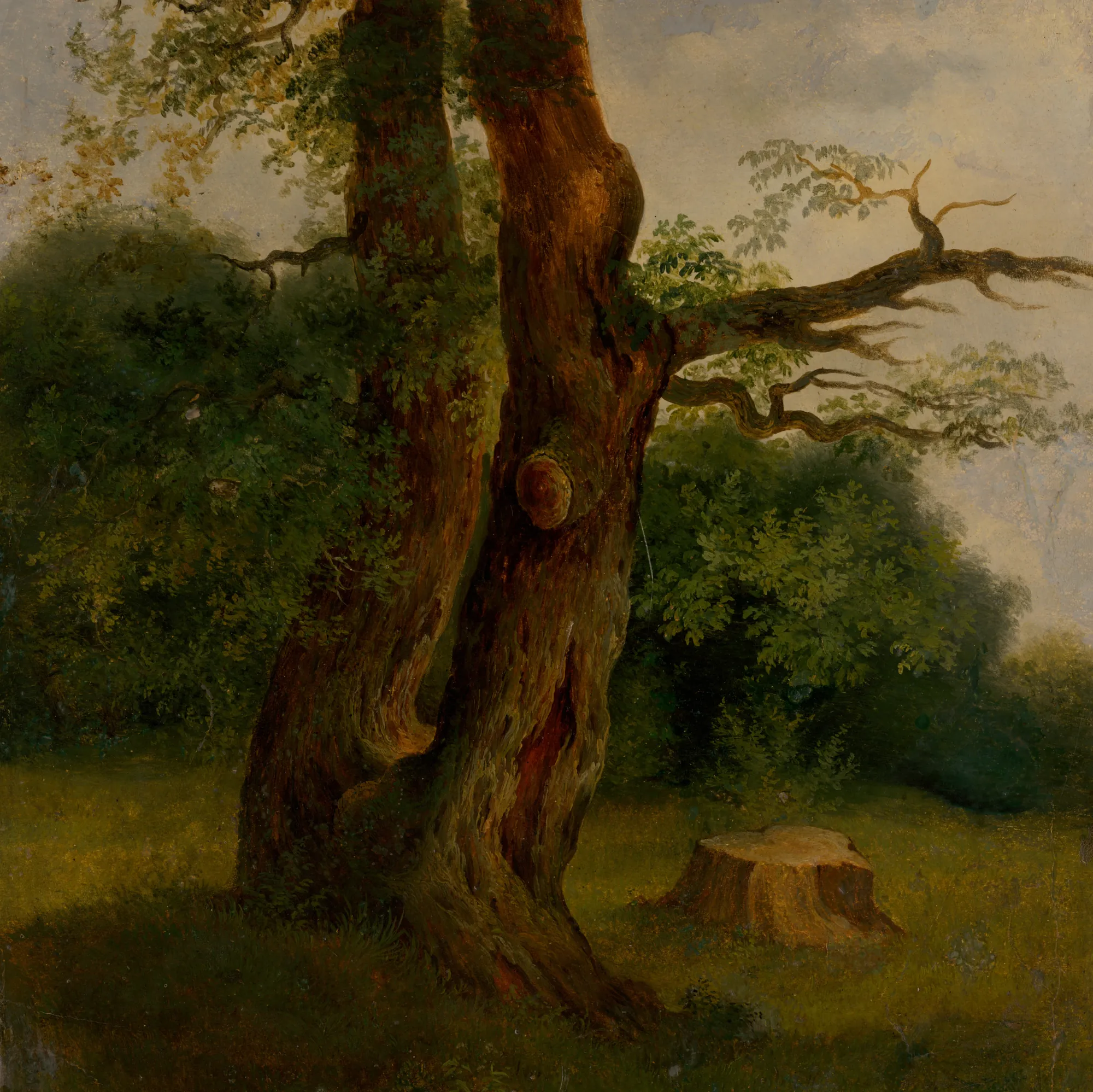 Study of a Leafy Tree
