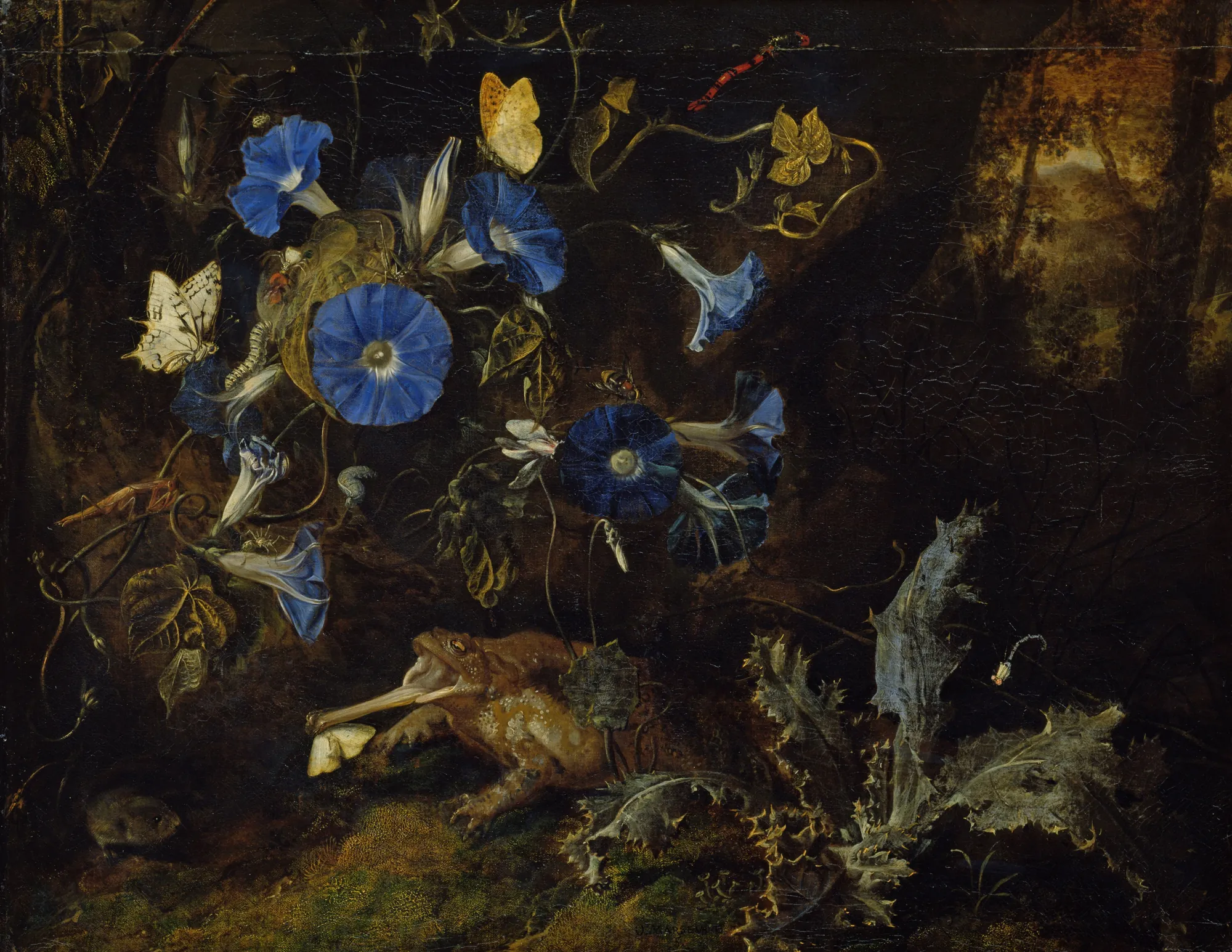 Forest Still Life with Morning Glory and Toad Forest Still Life with Morning Glory and Toad by Otto Marseus van Schrieck. A dark, detailed forest floor scene where vibrant blue morning glory flowers vine through shadows populated by butterflies and a toad.