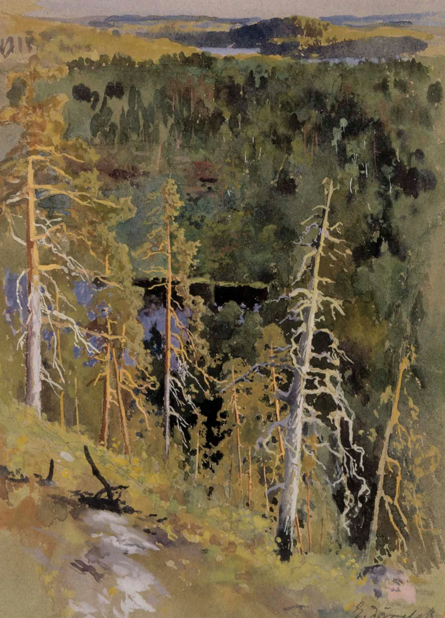 Forest Landscape