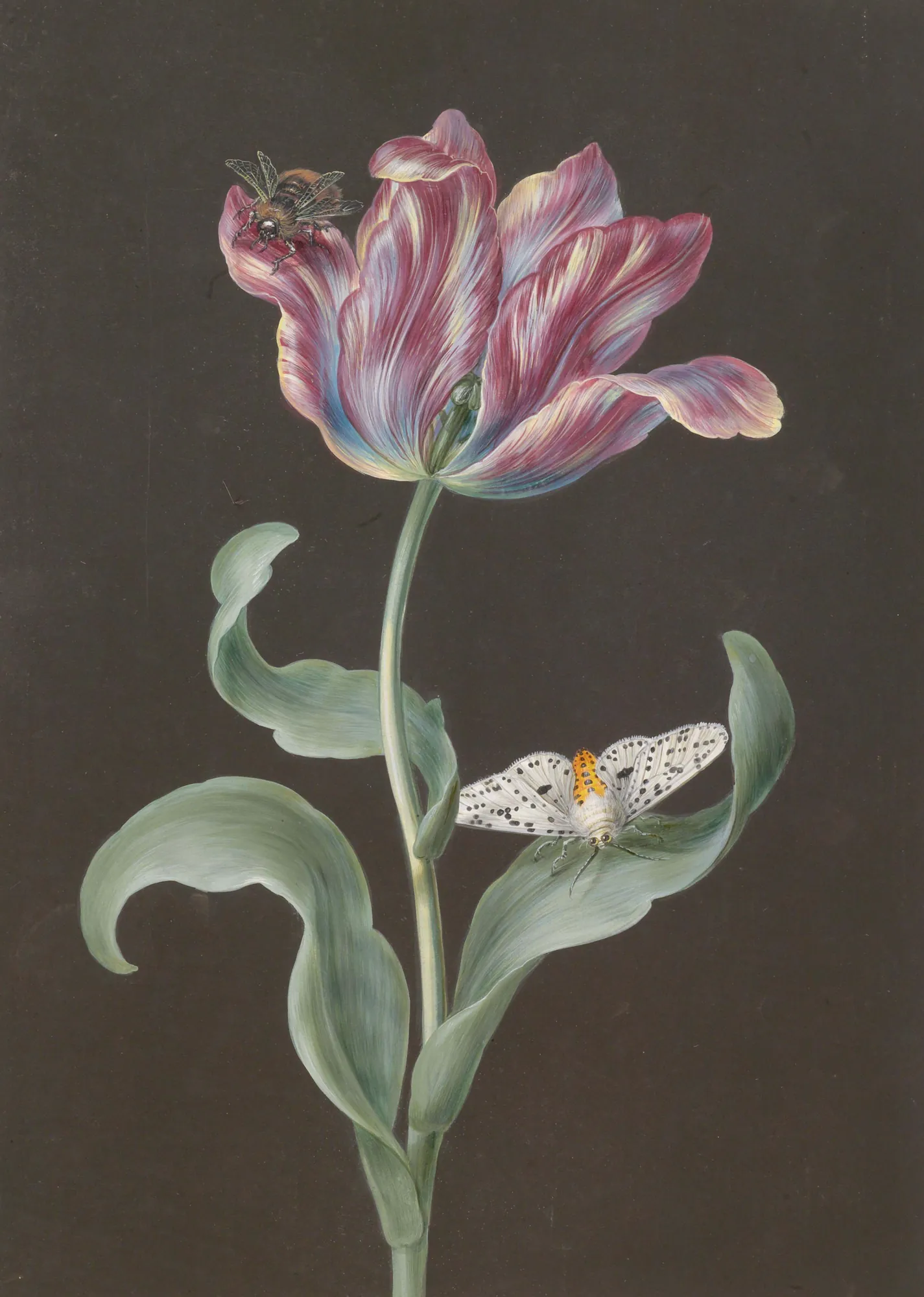 Pink and Blue Flamed Tulip with Butterfly and Wasp