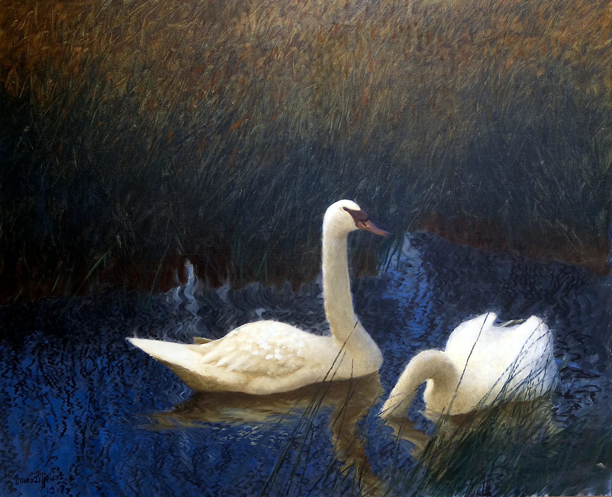 Swans in Reeds Swans in Reeds by Bruno Liljefors. Two white swans swim in dark blue water against a dense backdrop of tall, golden-brown reeds.