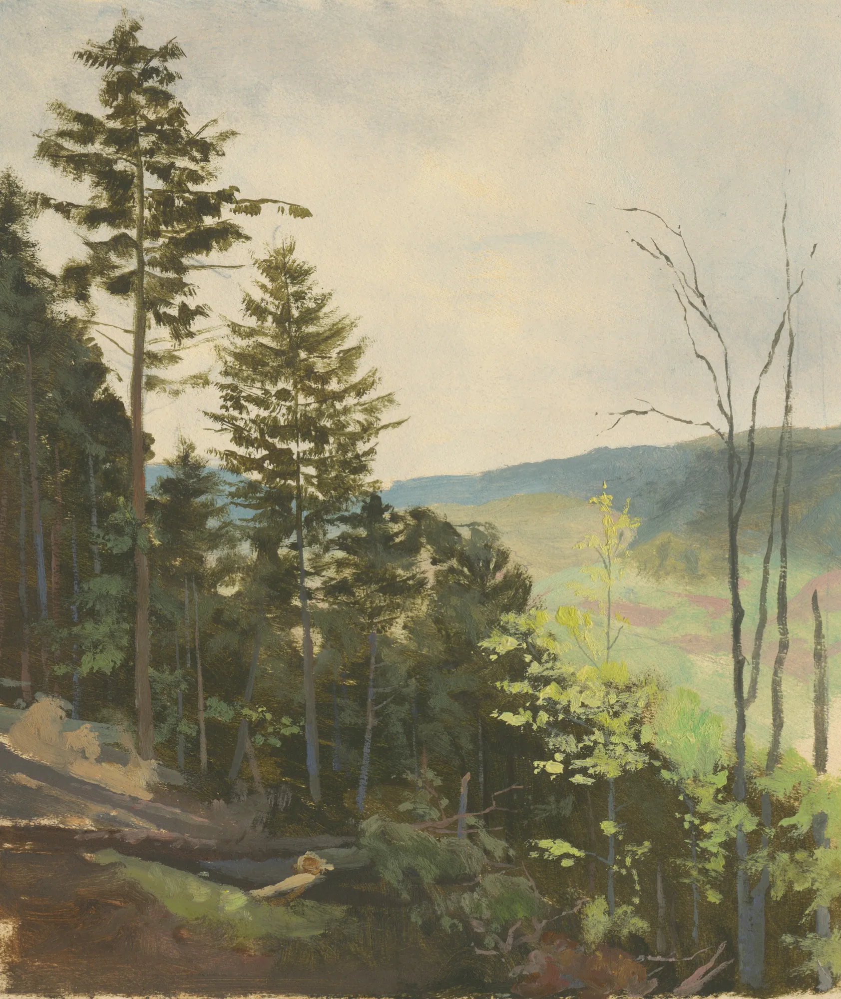 Scrub Hill Scrub Hill by Jan Nowopacký. An oil study of towering evergreen trees on a forest hillside overlooking rolling blue-green mountains in the distance.