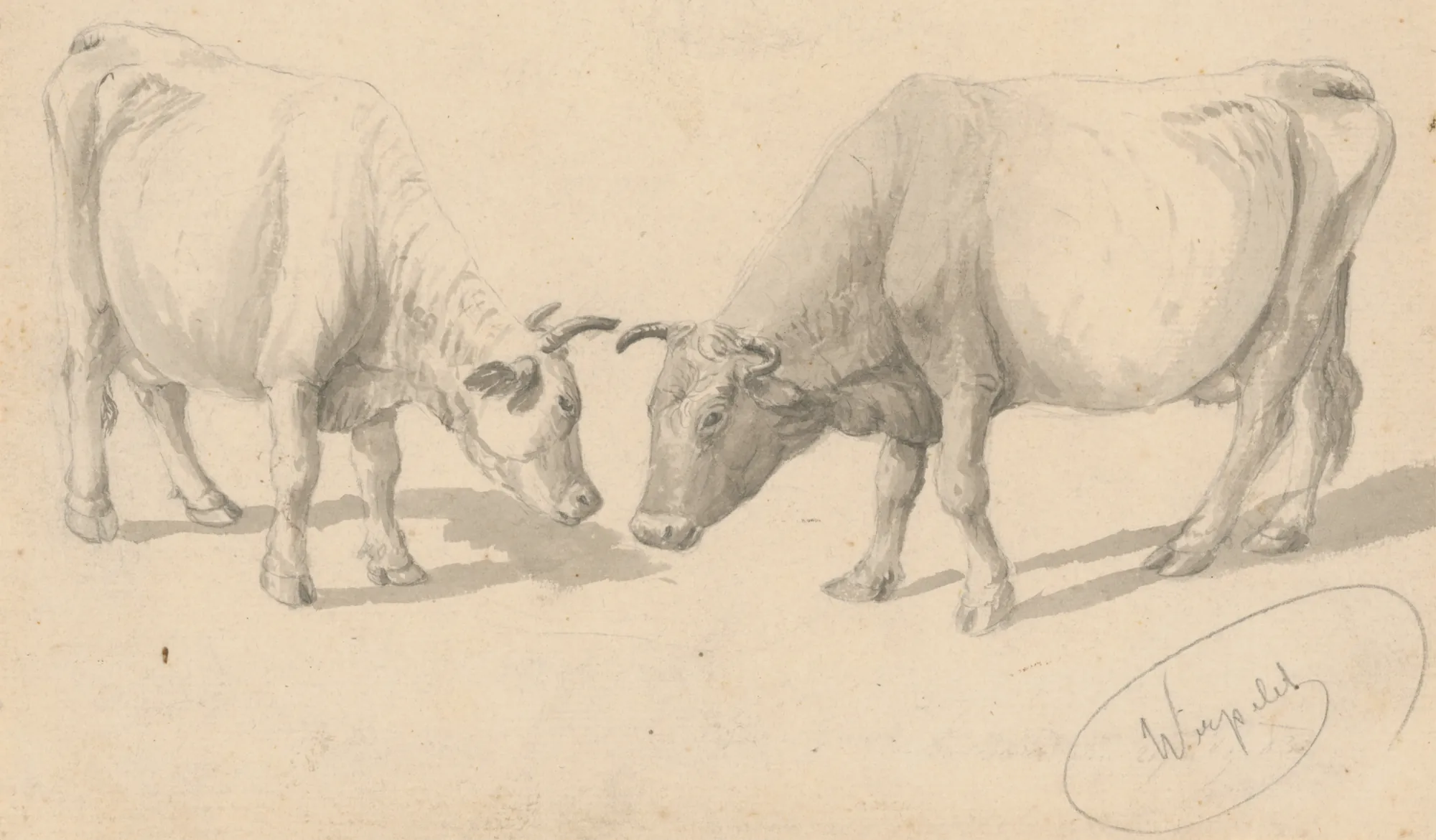 Study of Cows