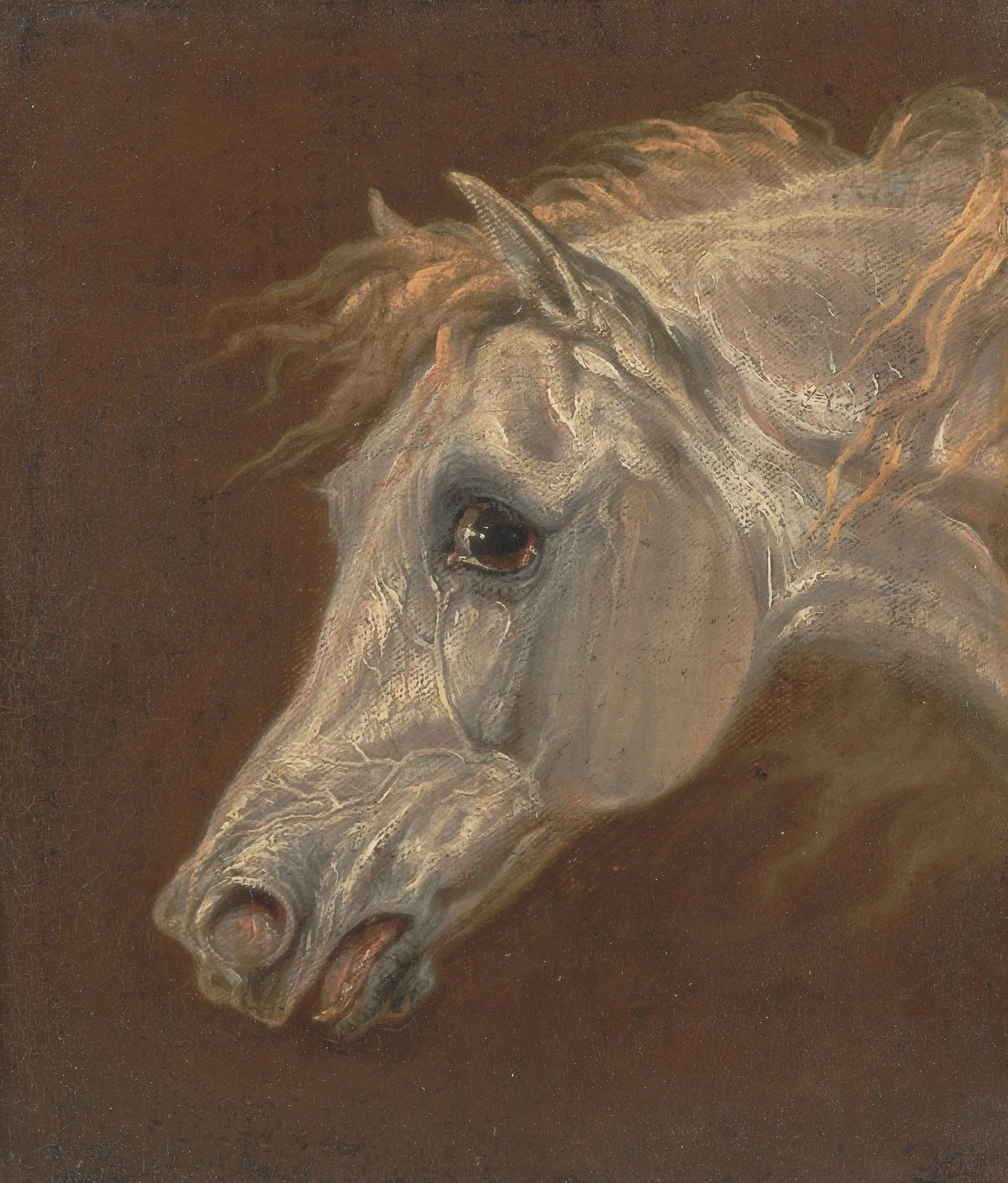 Head of a Grey Arabian Horse