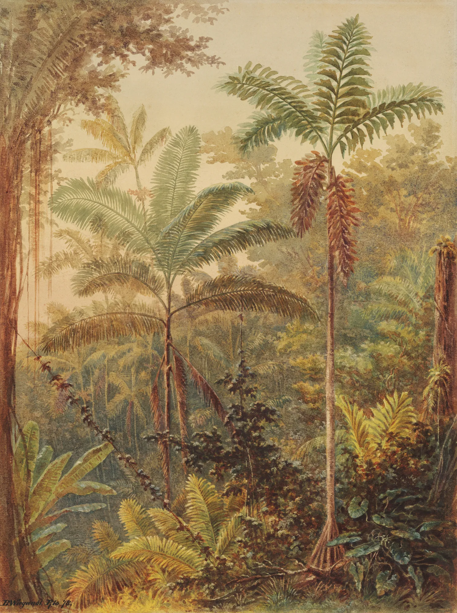 Vegetação Tropical
