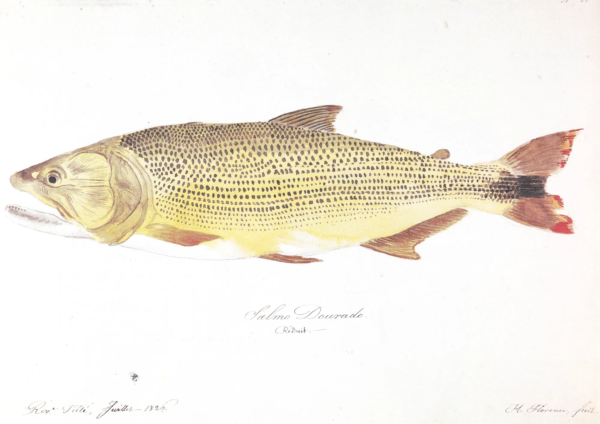 Salmo Dourado