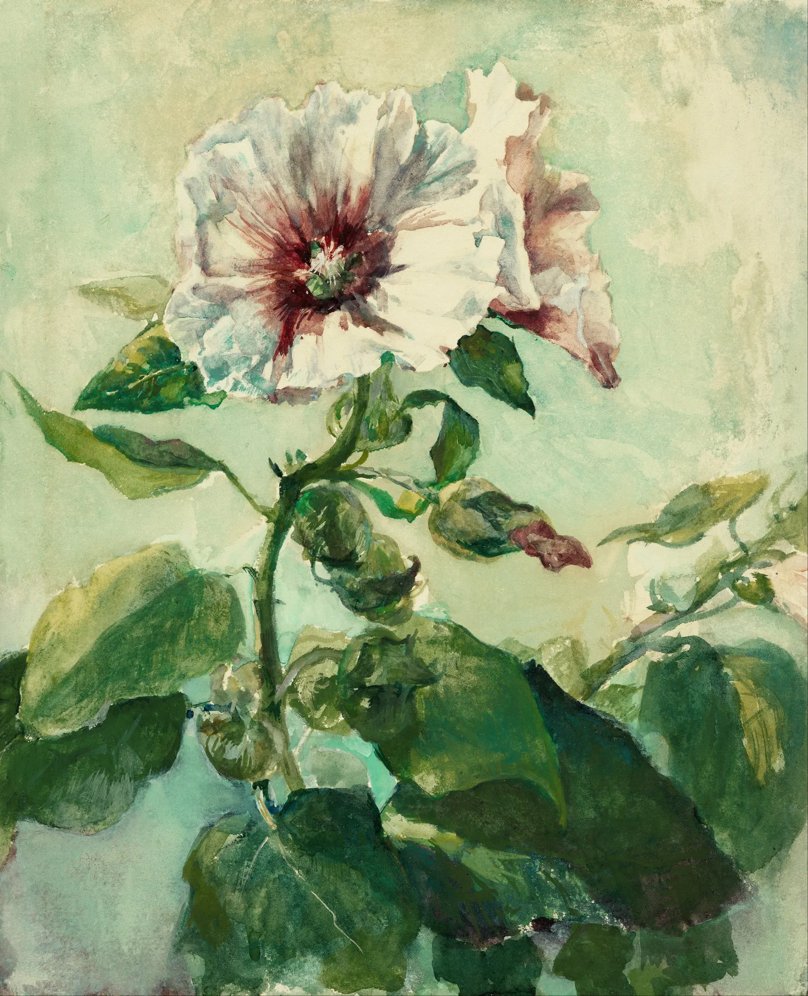 Study of Pink Hollyhocks in Sunlight