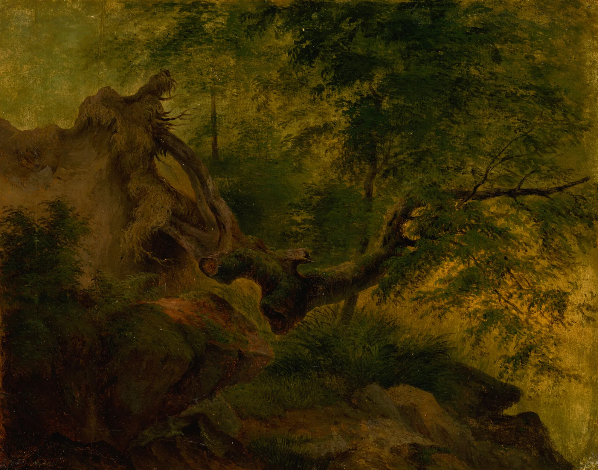 Uprooted Tree (Windthrow) Uprooted Tree (Windthrow) by Jozef Božetech Klemens. A large uprooted tree with exposed roots leans dramatically over a rocky forest floor beneath a canopy of dense green foliage.