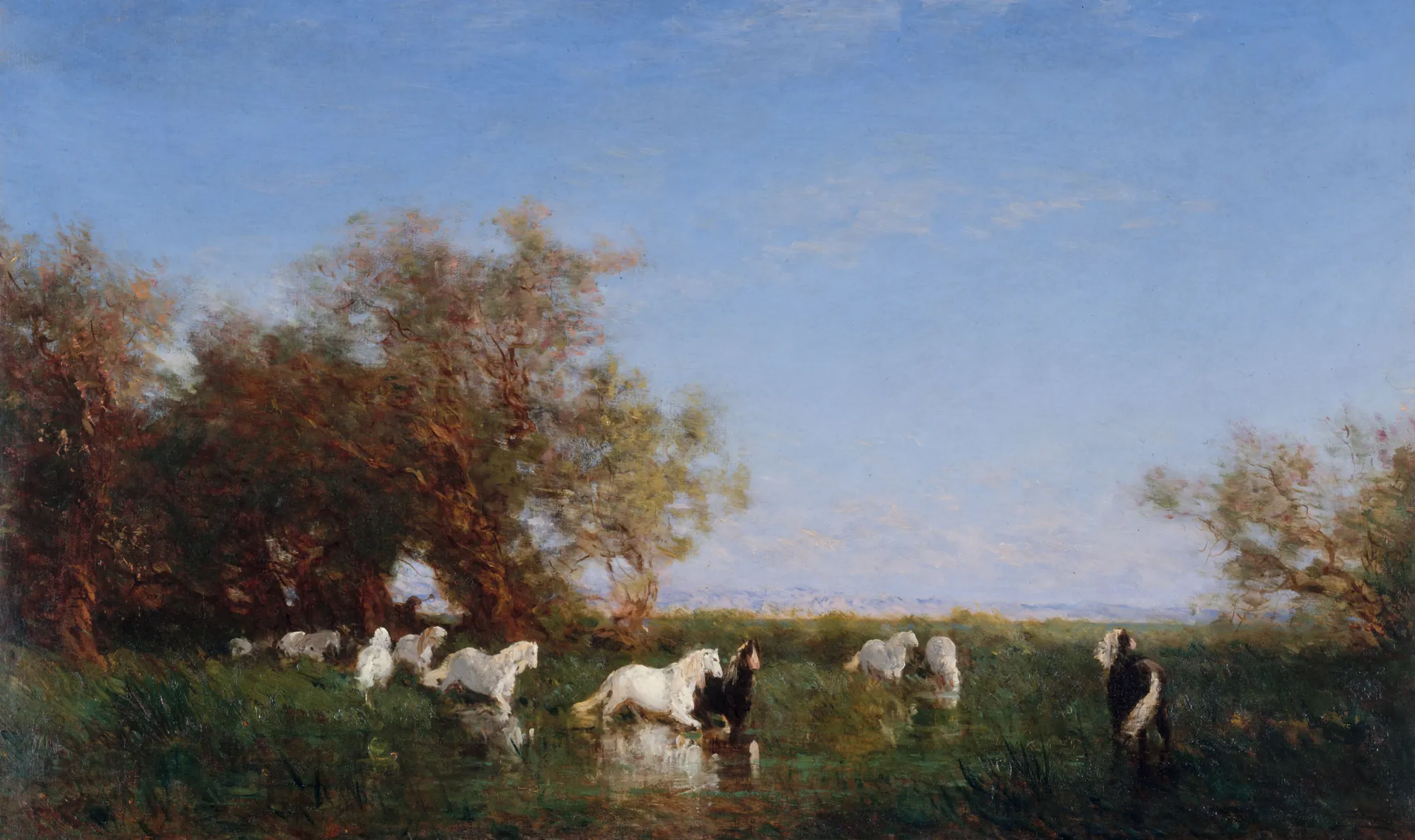 Wild Horses in the Camargue
