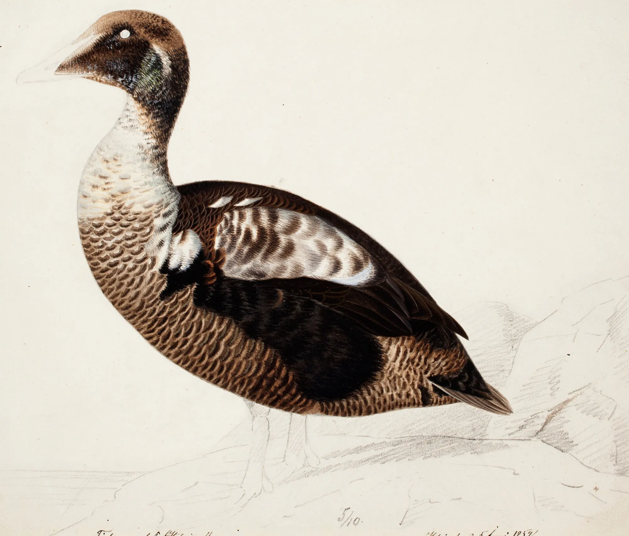 Common Eider