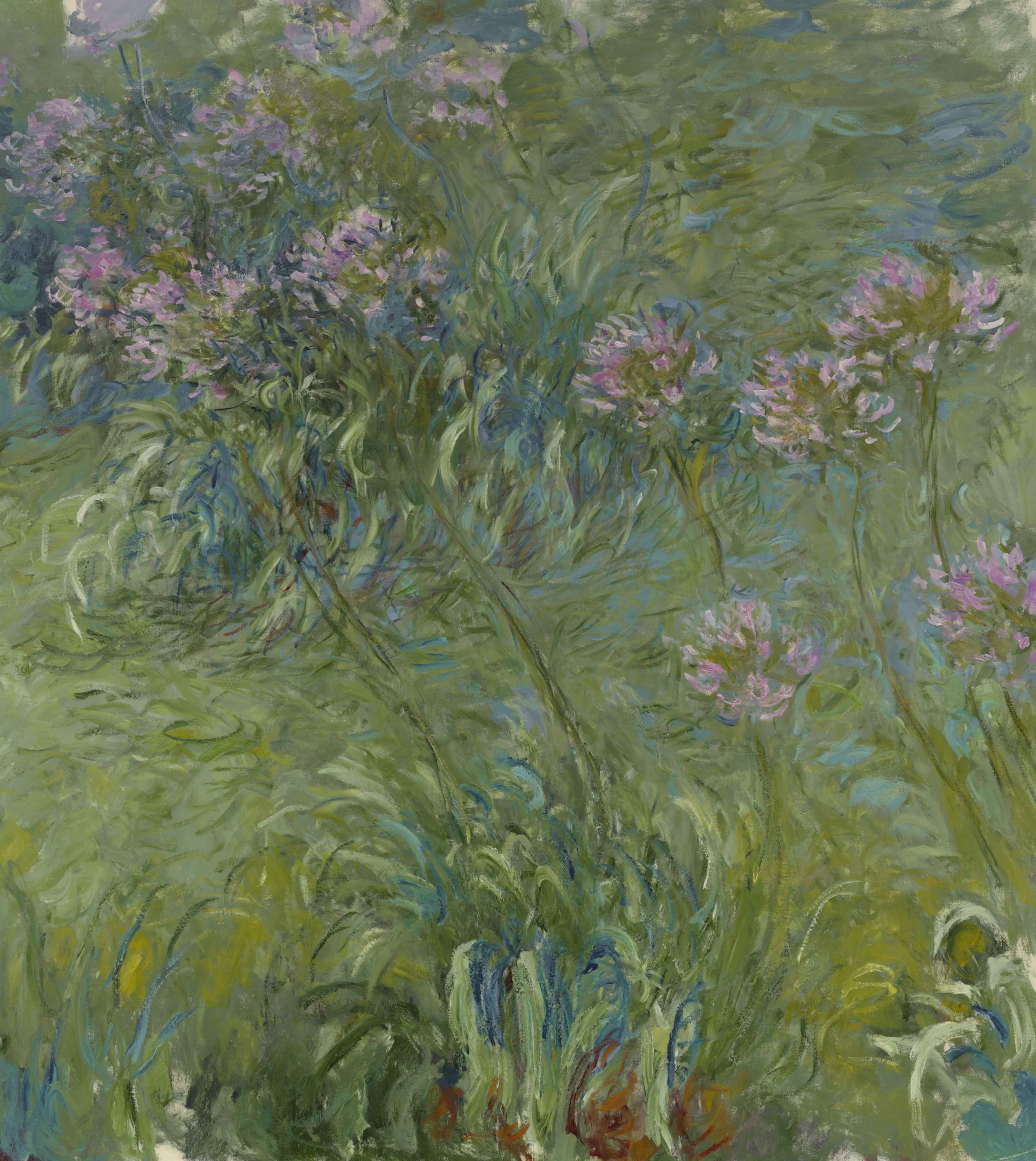 Agapanthus
