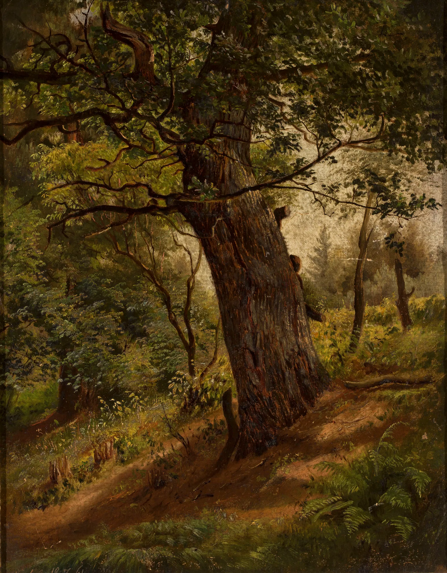 Study of a Tree Study of a Tree by Wilhelm Peter Bayer. A detailed painterly study of a large tree trunk leaning in a sun-dappled forest clearing.