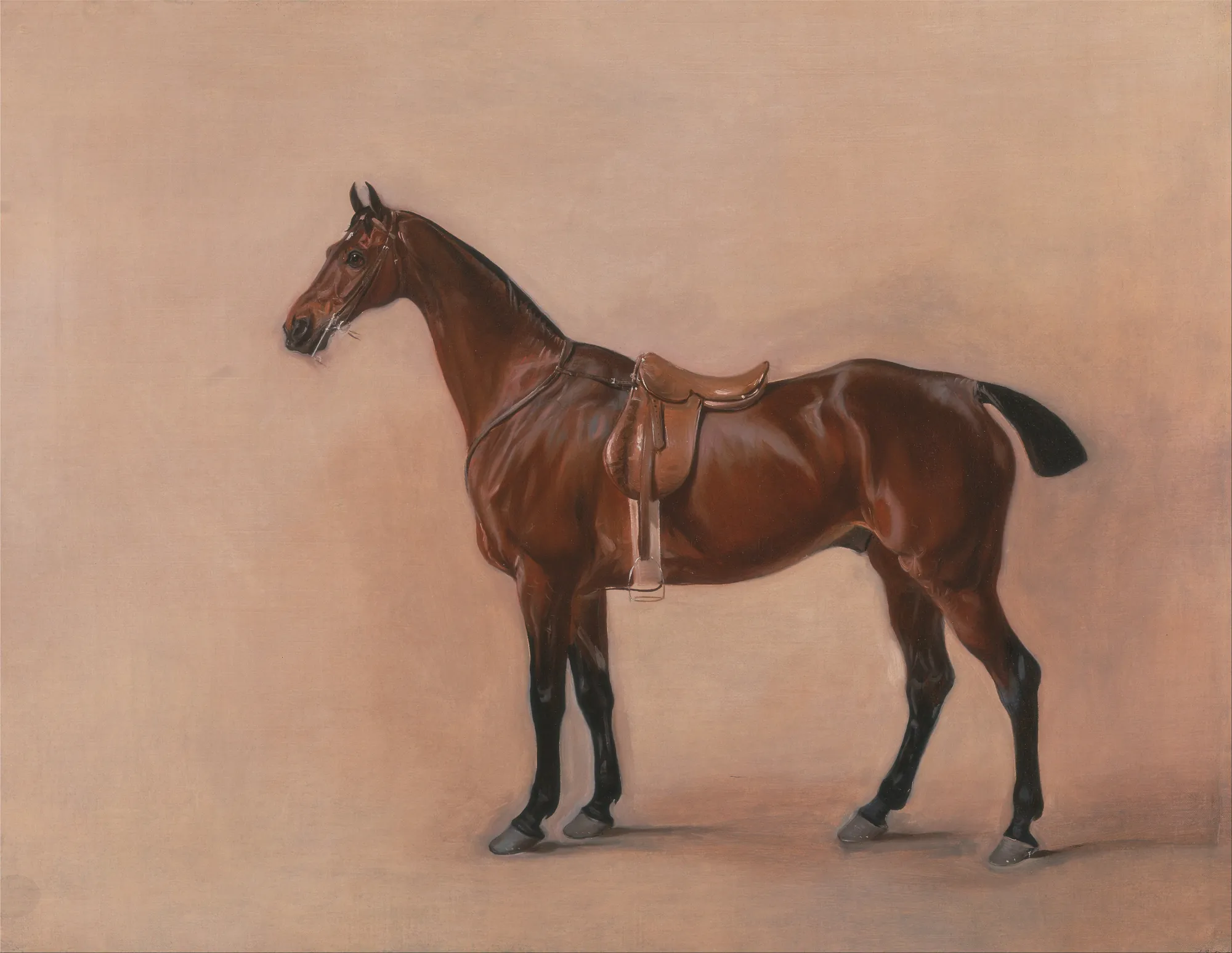 Study of a Saddled Bay Hunter