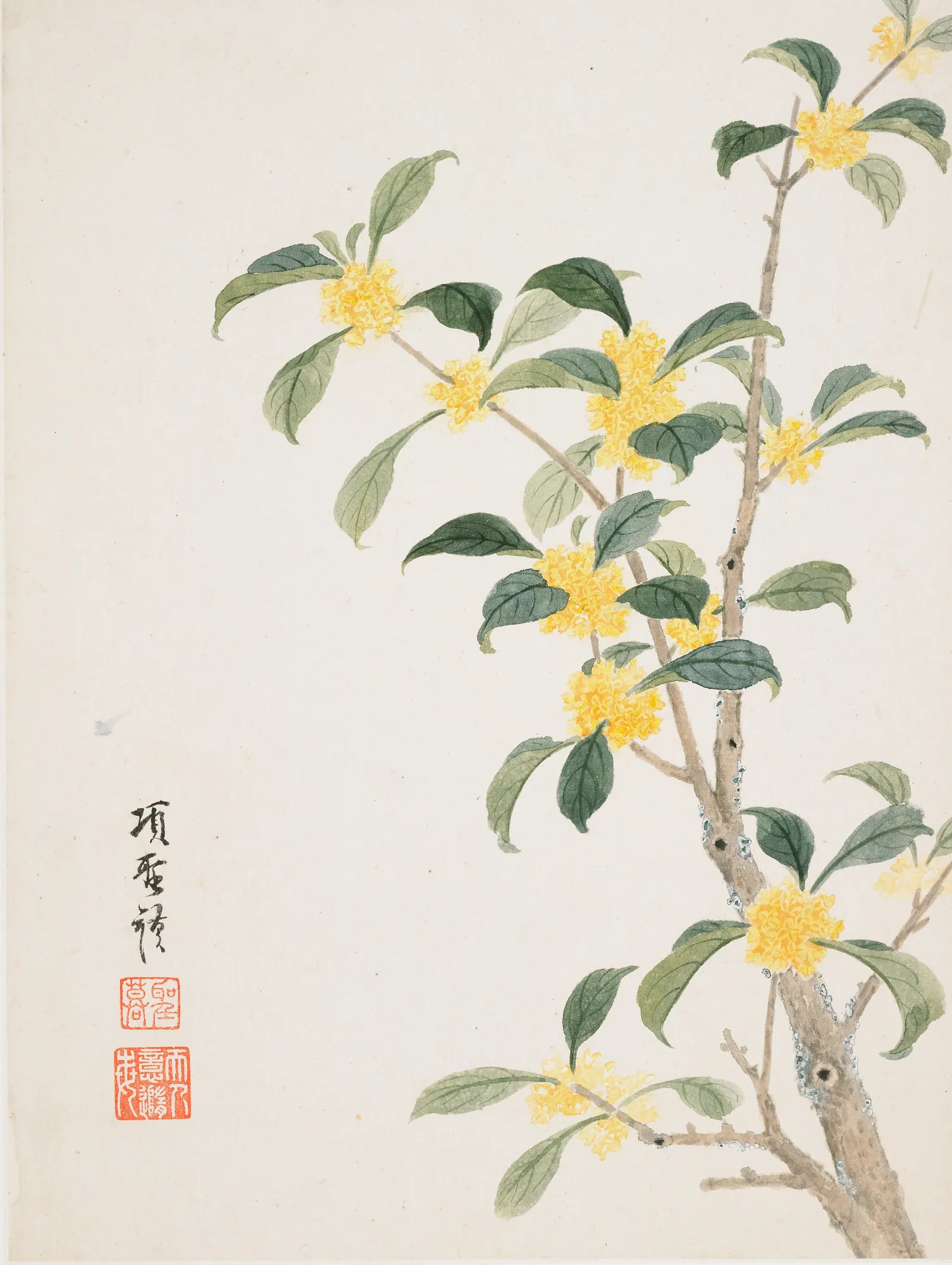 Cassia Blossom