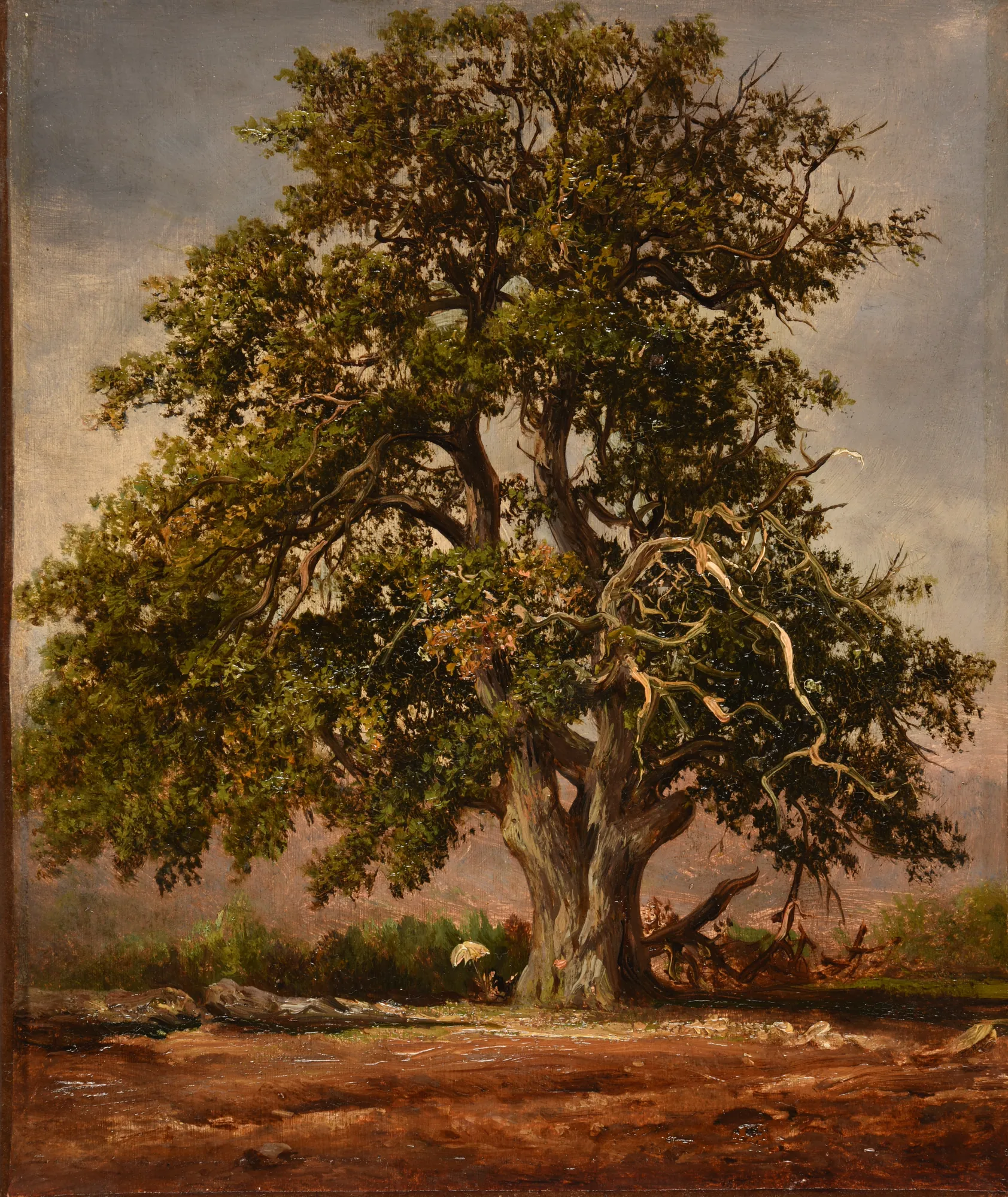 Le Vieux Chêne (The Old Oak)