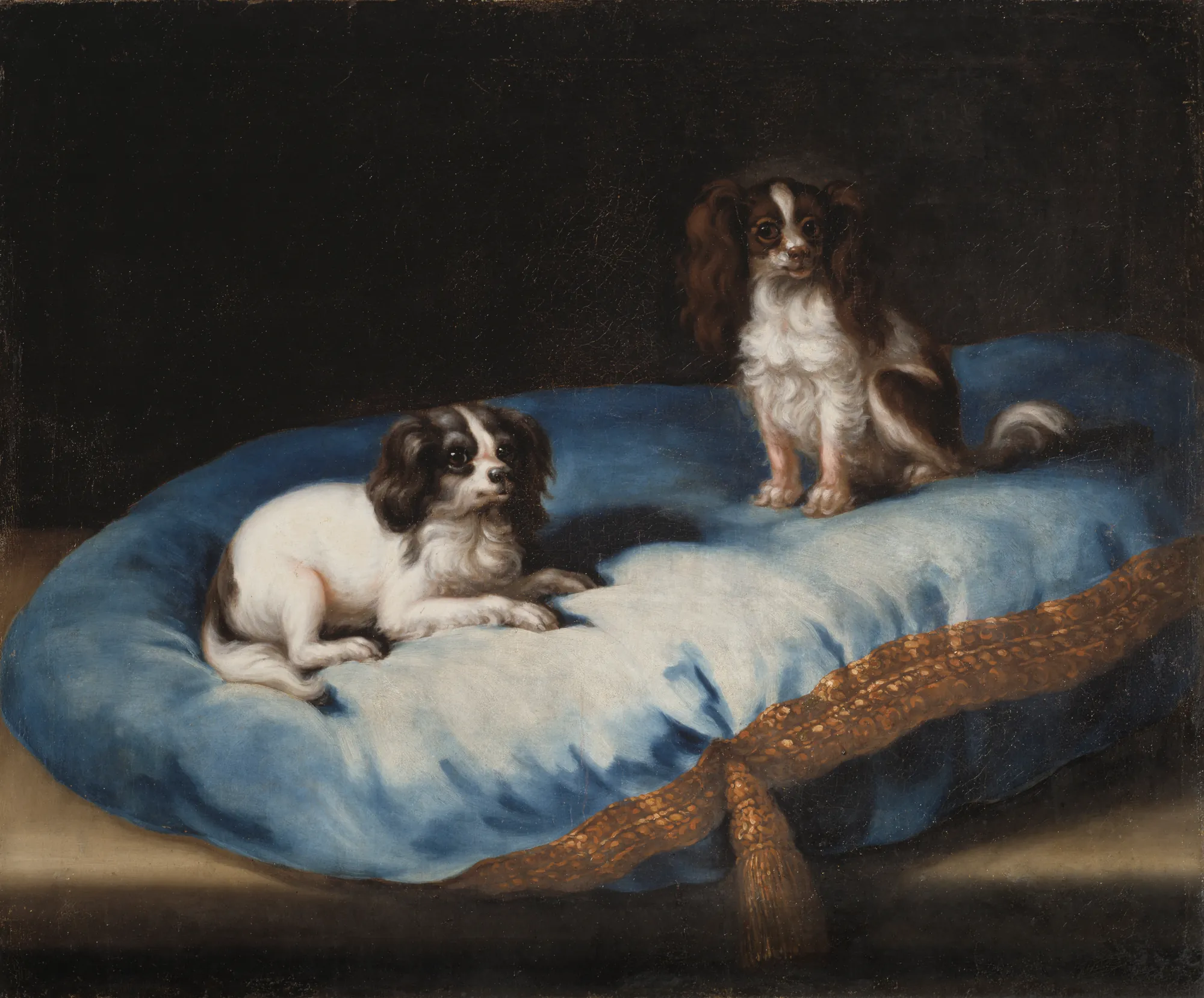 Two Small Dogs on a Blue Cushion