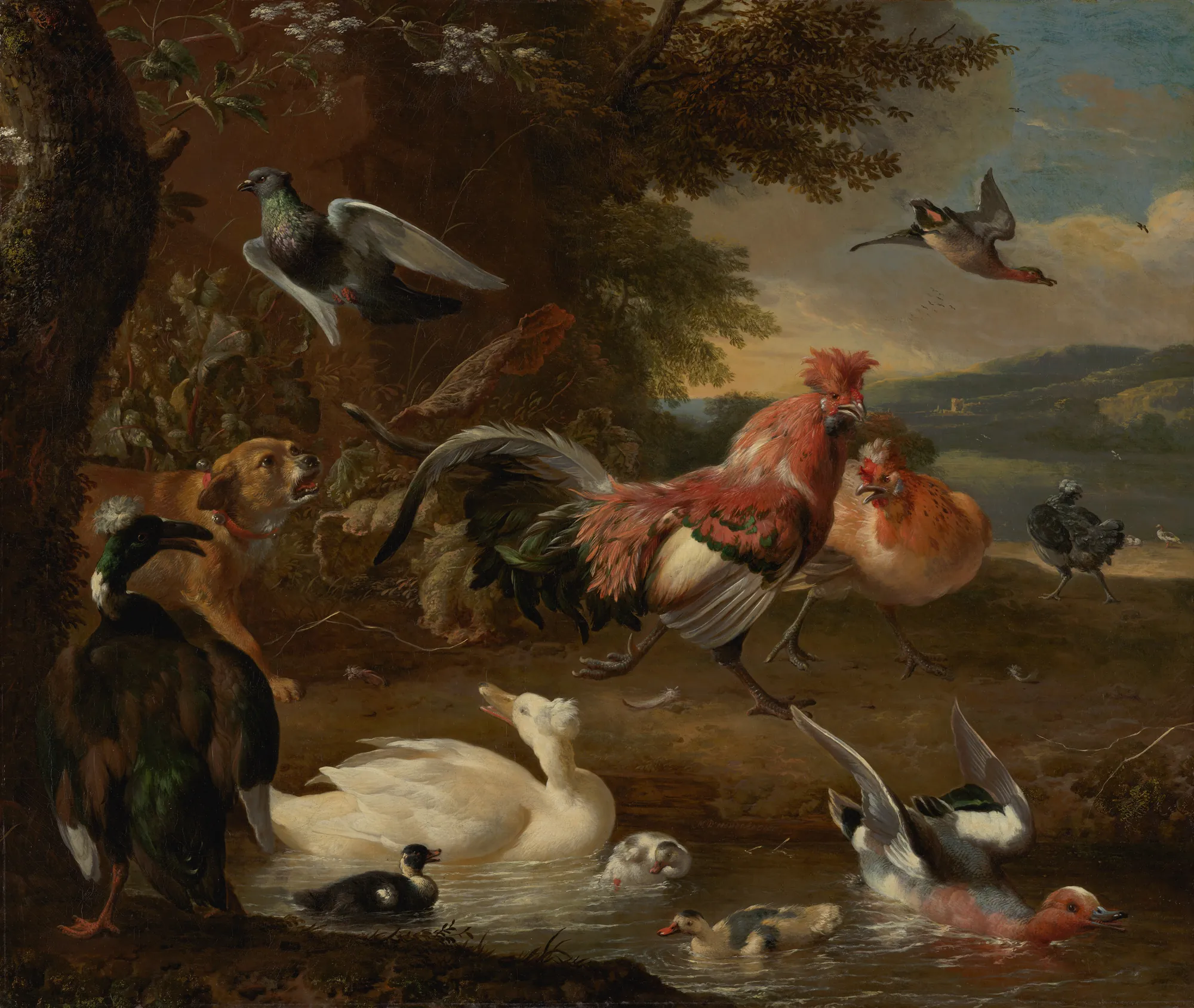 Chickens and Ducks Chickens and Ducks by Melchior d'Hondecoeter. A lively gathering of various poultry, including a bold red rooster, ducks in a pond, and a small dog, set against a wooded landscape.