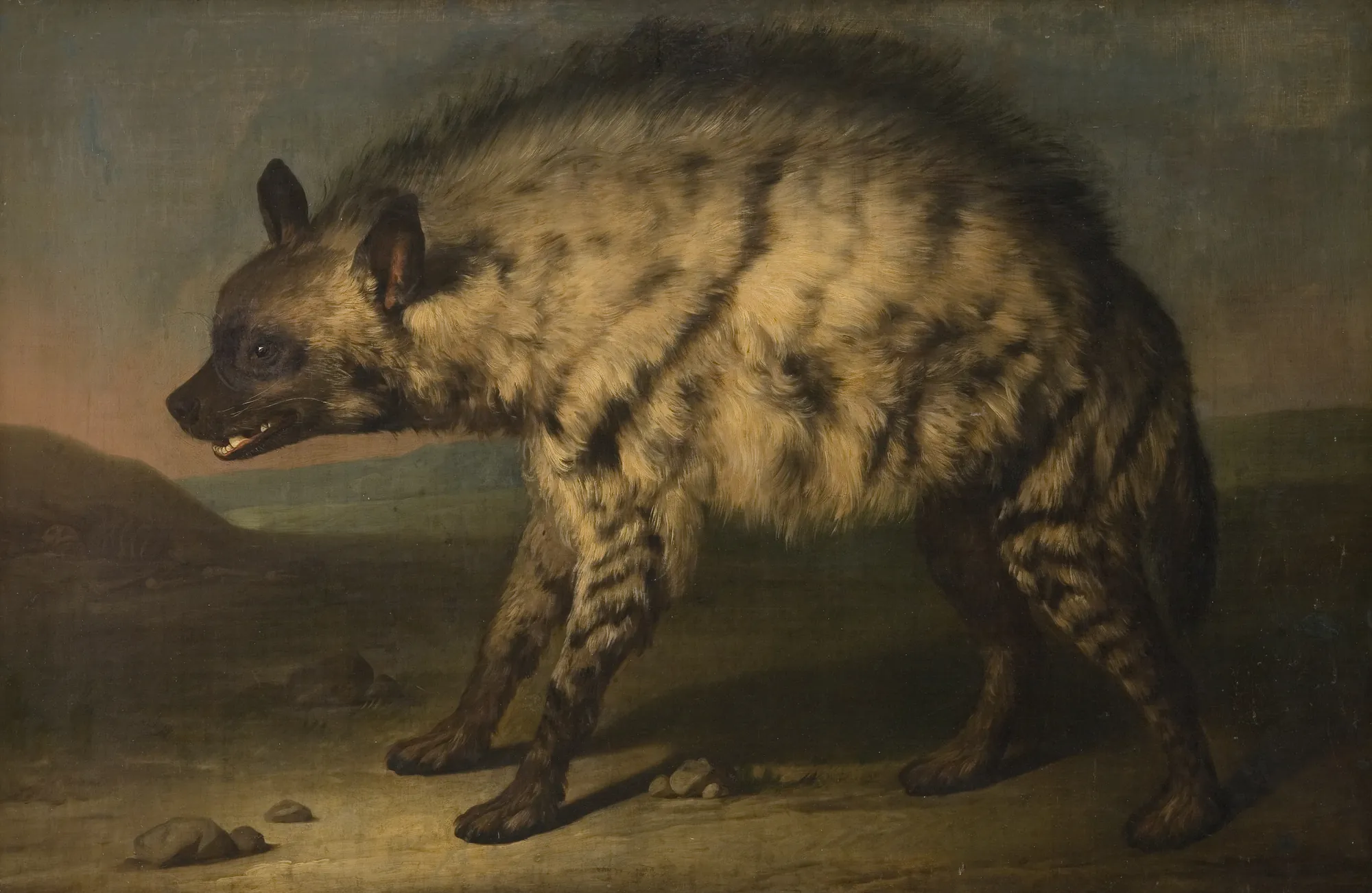 Hyena from the Zoo at Frederiksberg Castle