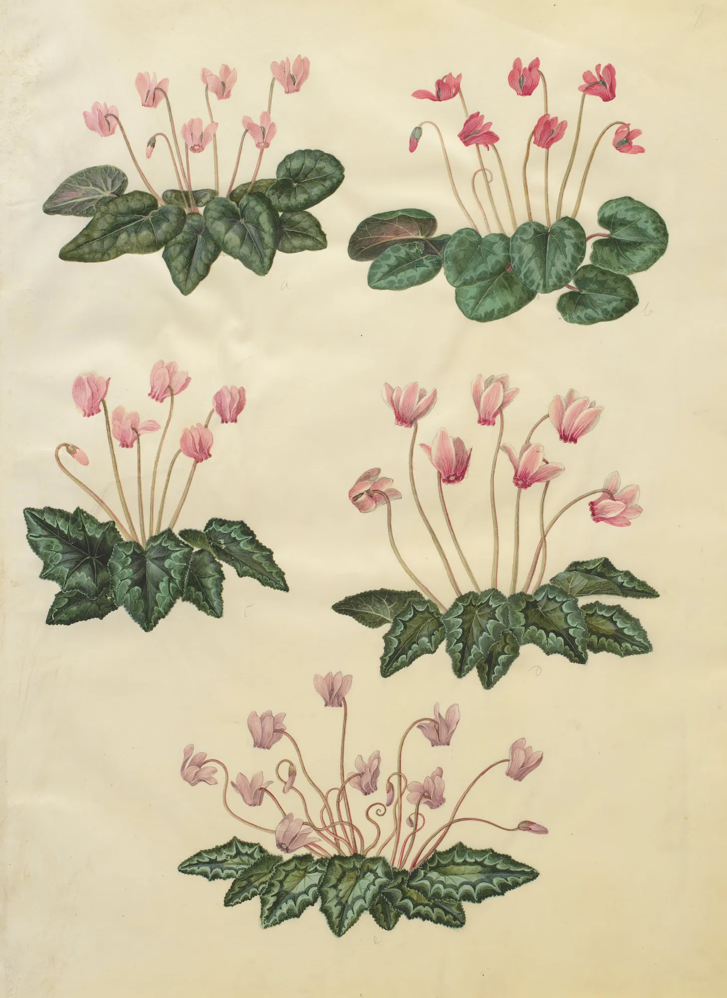 Cyclamen Purpurascens and Cyclamen Hederifolium