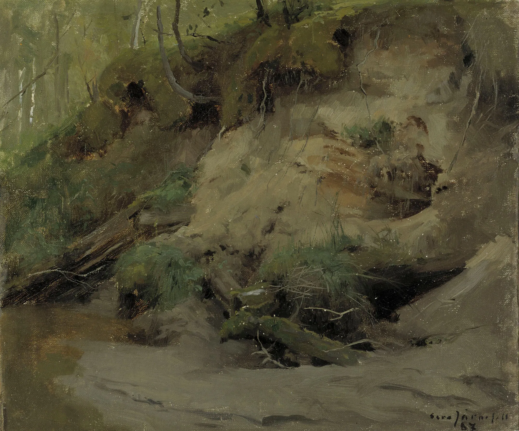 Forest with a Sandy Slope