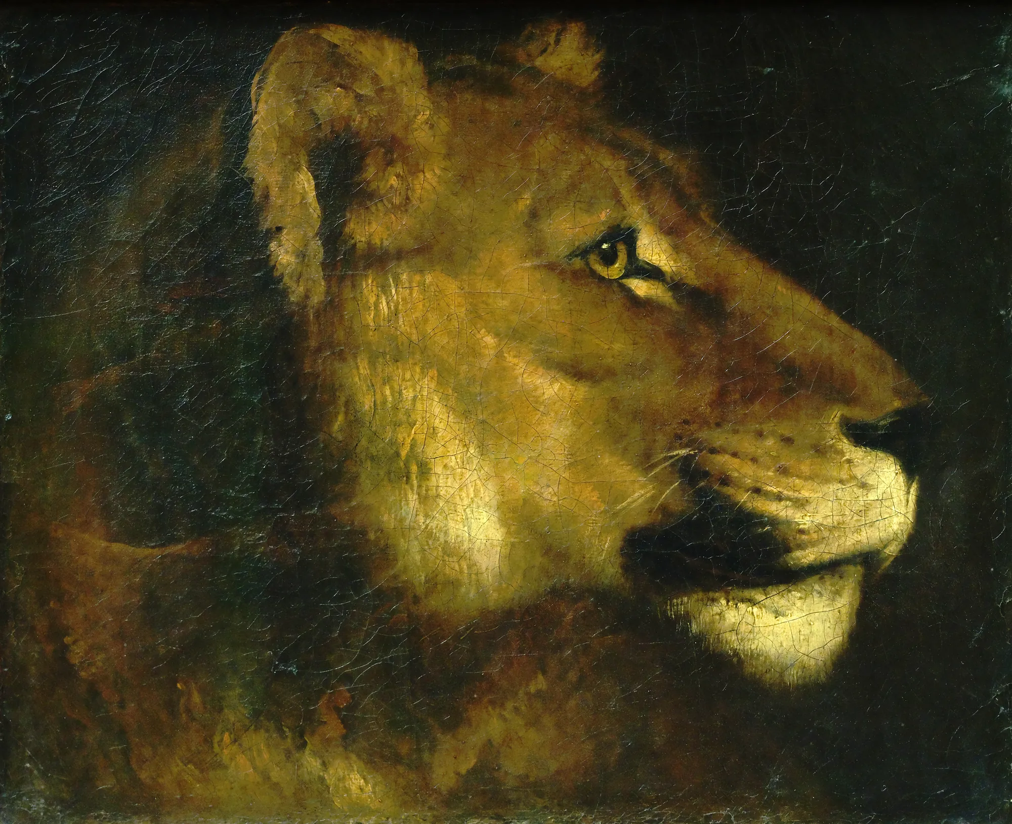 Head of a Lioness