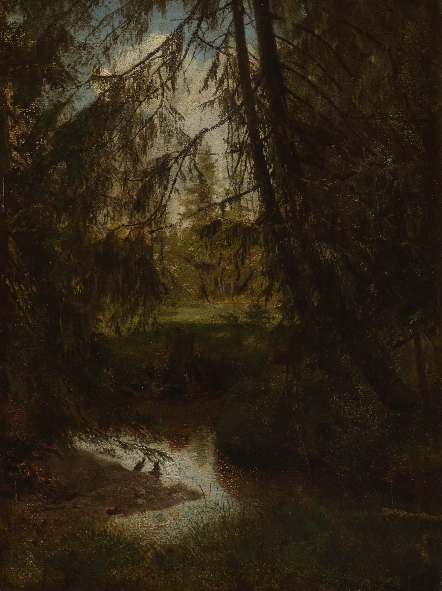 Firs by a Forest Brook