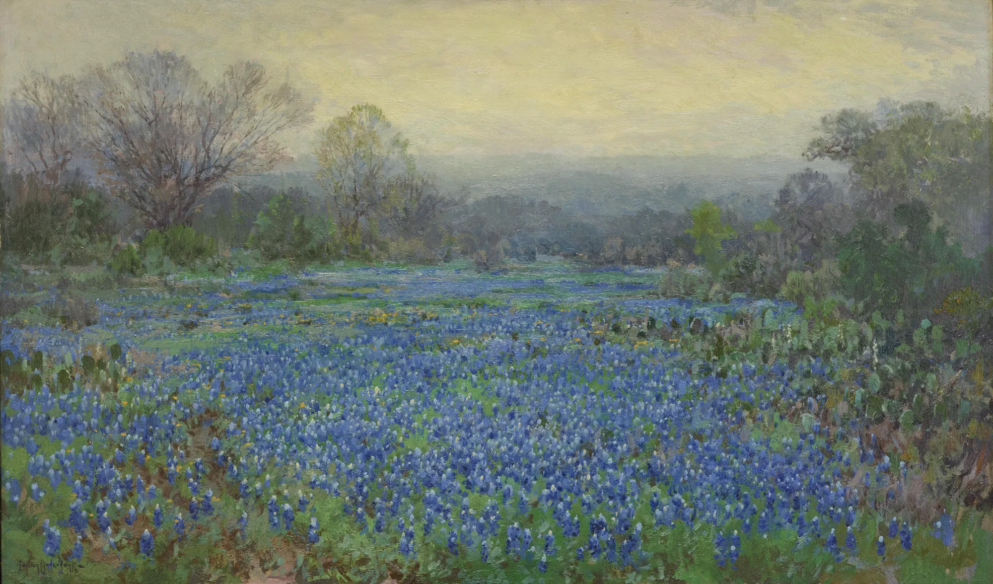 Field of Bluebonnets