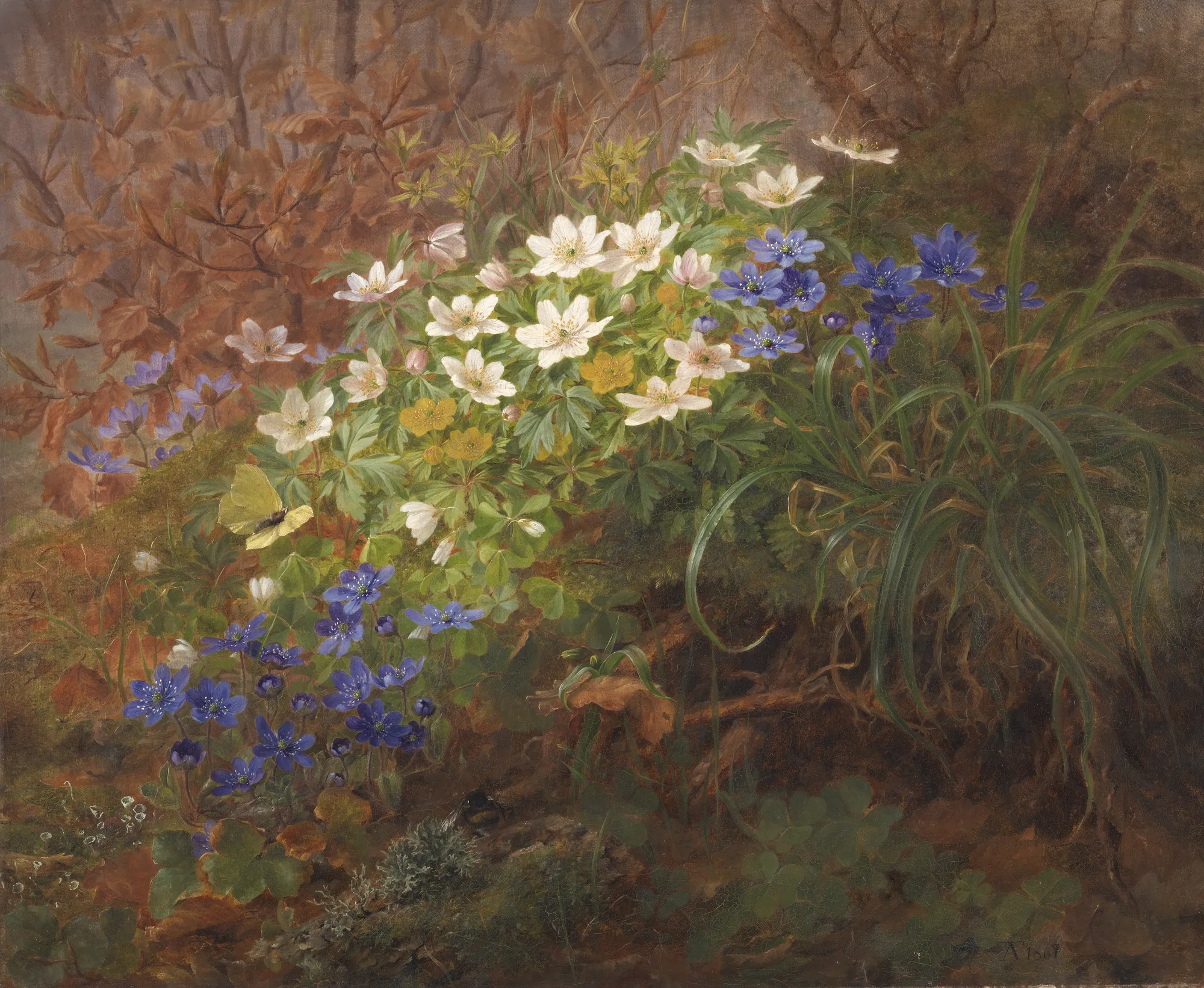 Anemoner