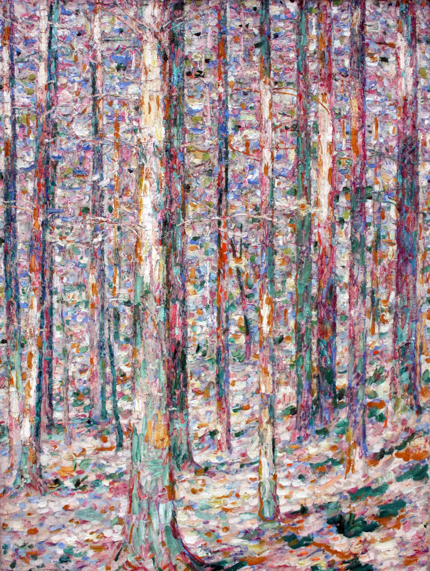 Trunks of Pines in Sunlight