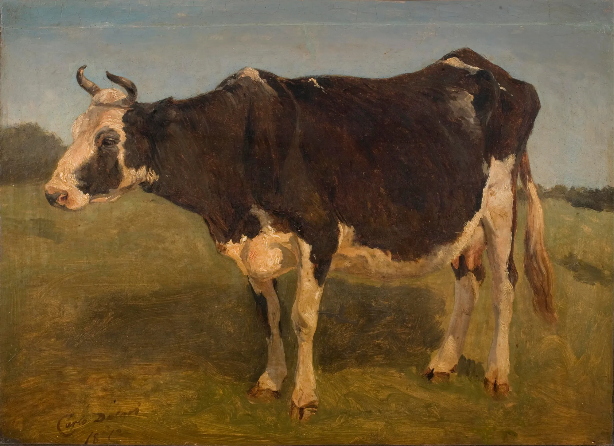 Black and White Cow