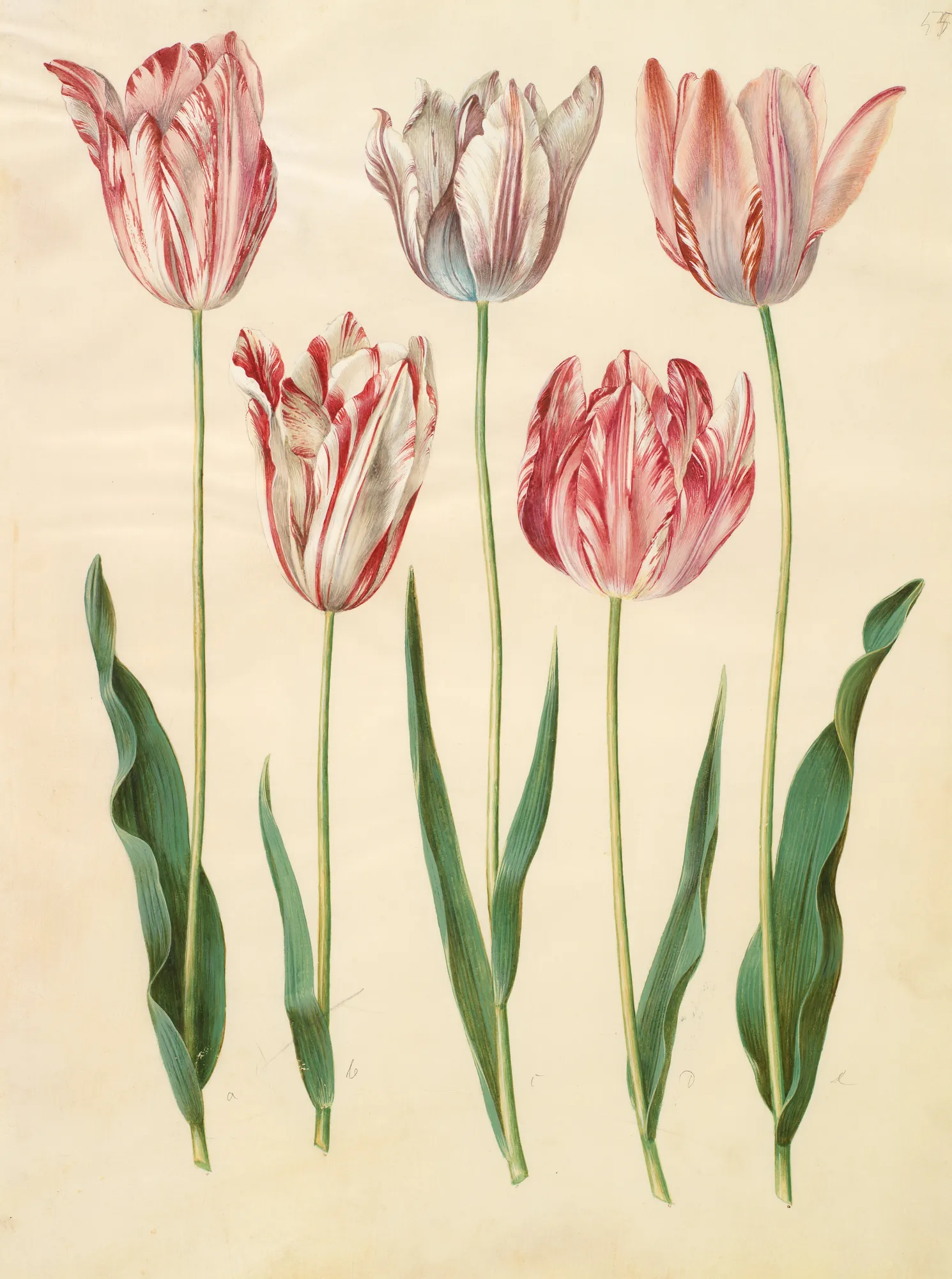 Tulipa gesneriana