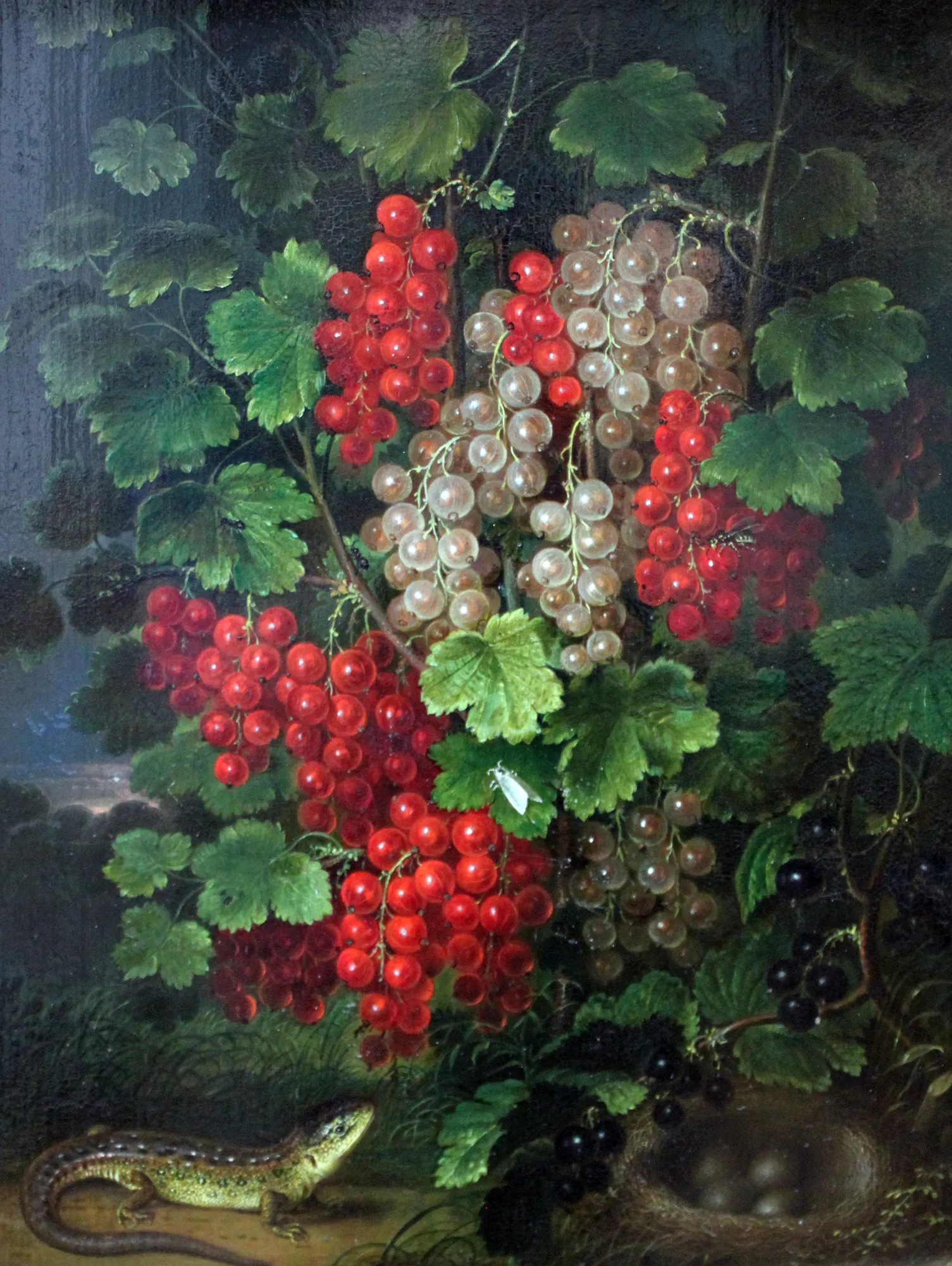 Redcurrants