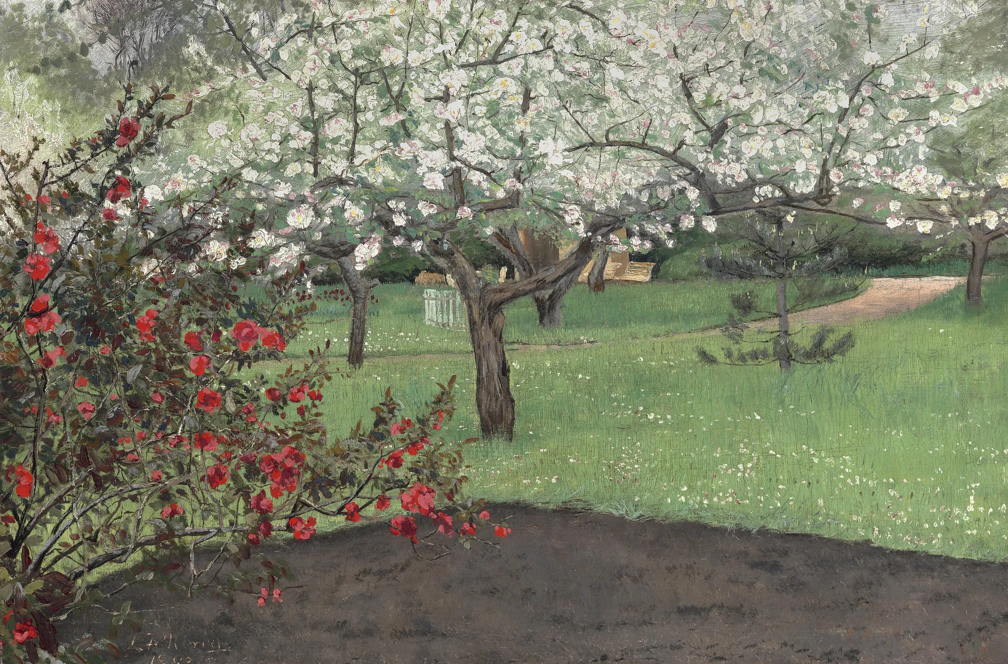 Chaenomeles Japonica and Apple Trees in Bloom
