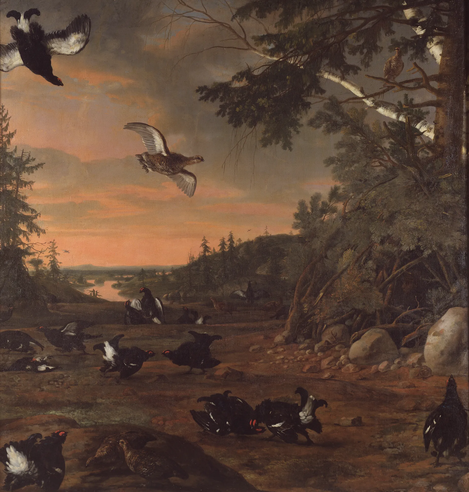 Black Cocks at Ground
