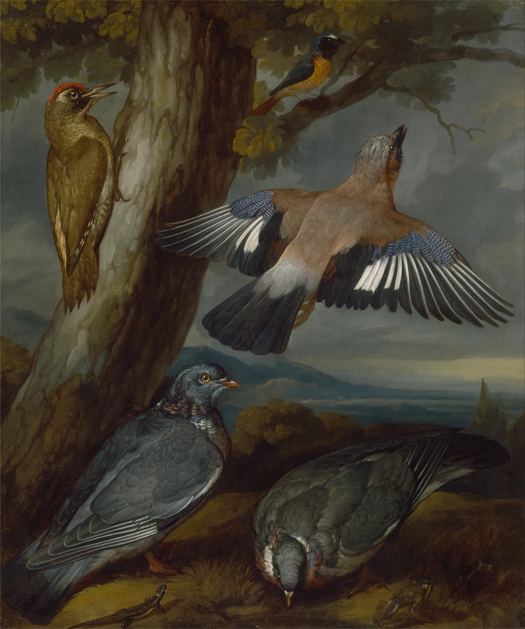 Jay, Green Woodpecker, Pigeons, and Redstart