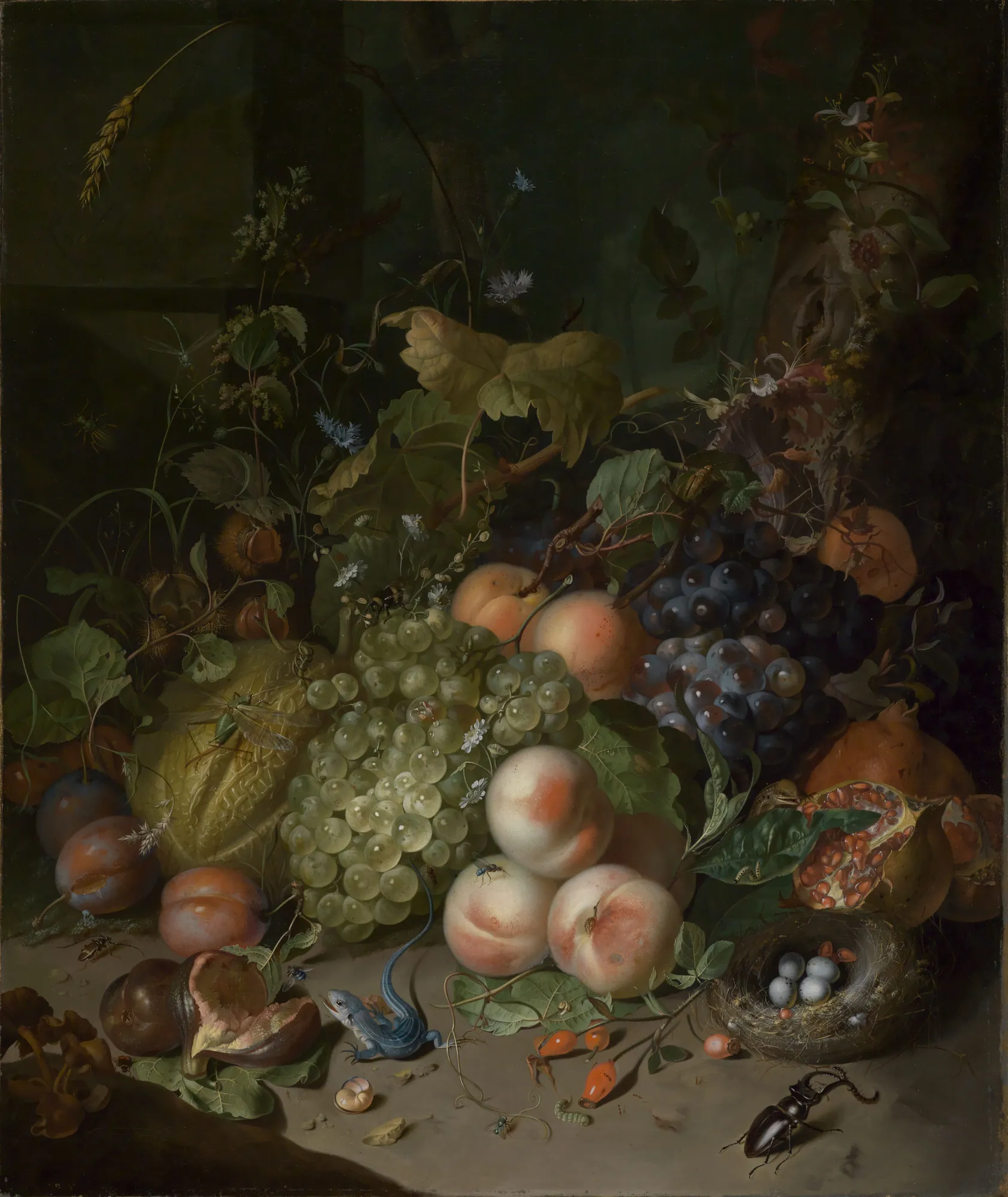 Fruit, a Nest, a Lizard and Insects in a Wood