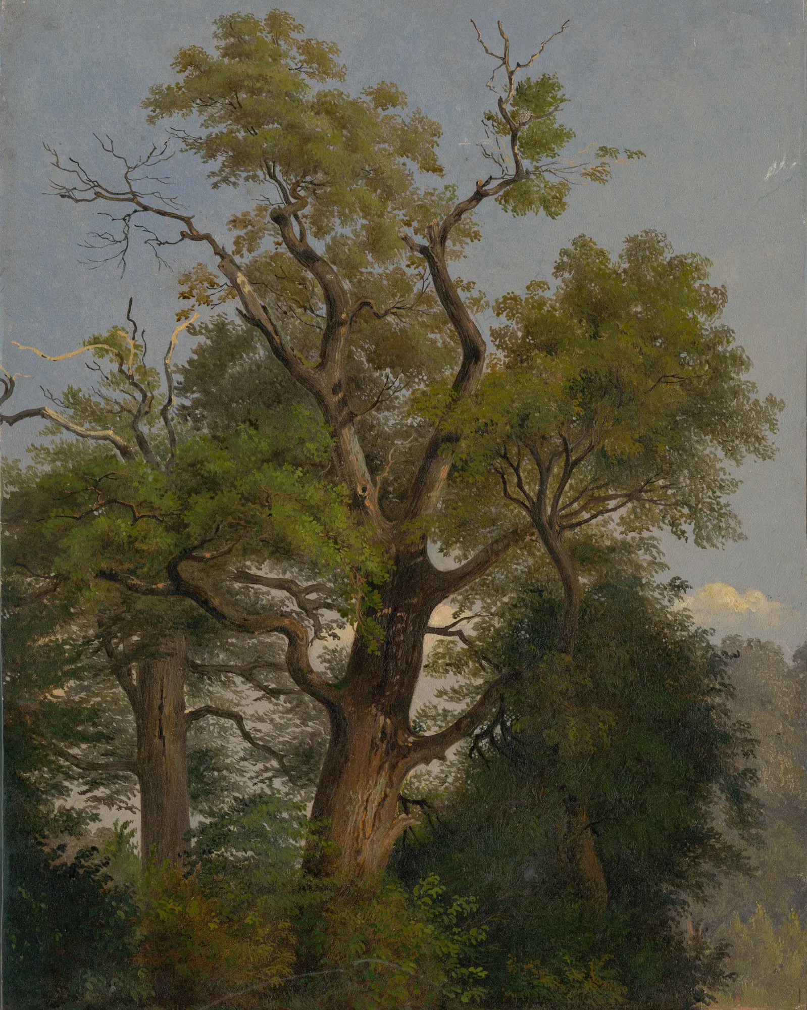 Trees