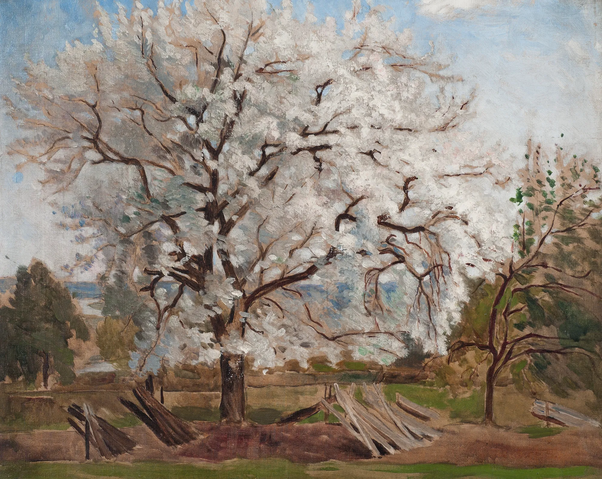 Apple Tree in Blossom