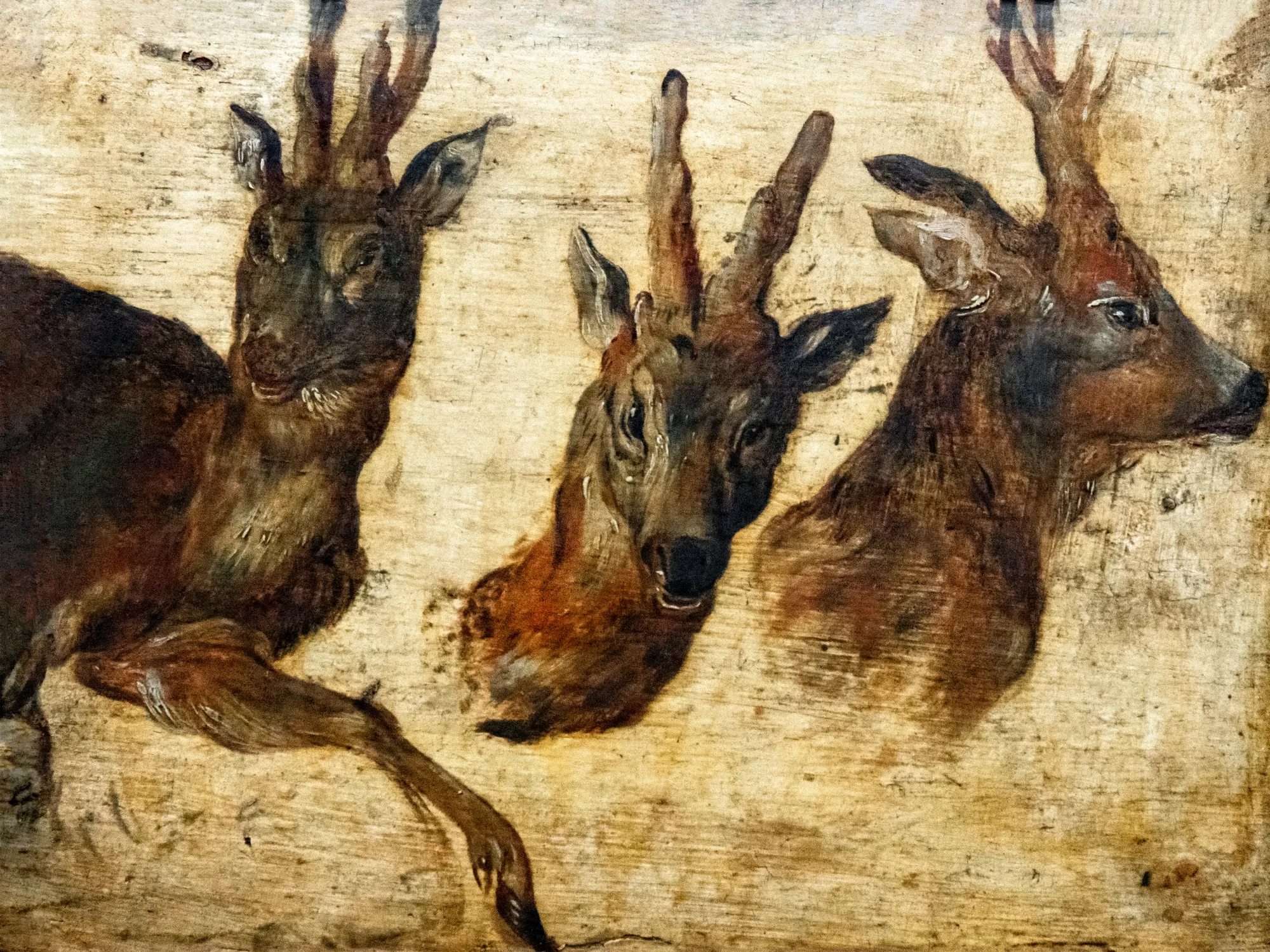 Heads of Roebucks