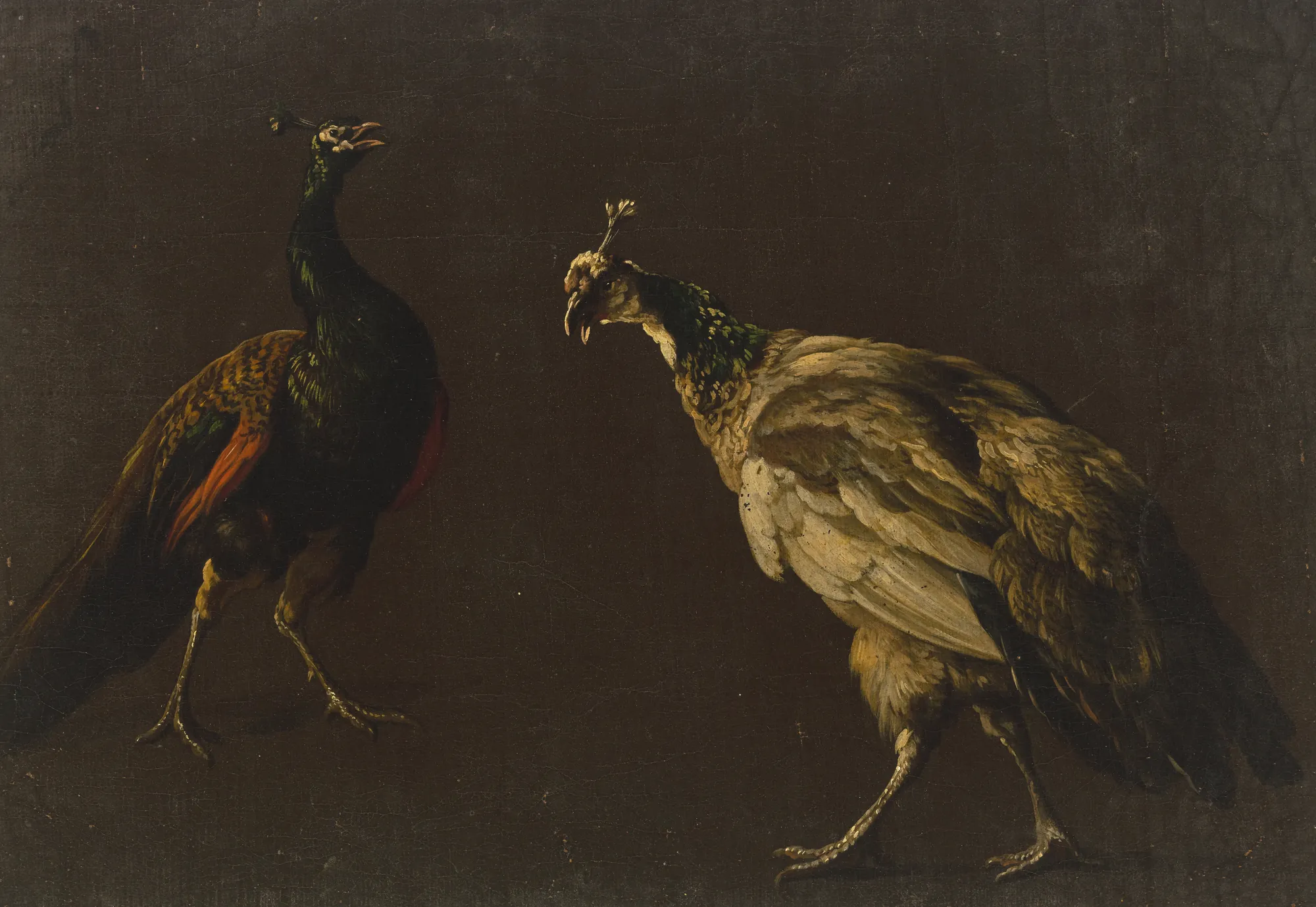Peacock and Peahen