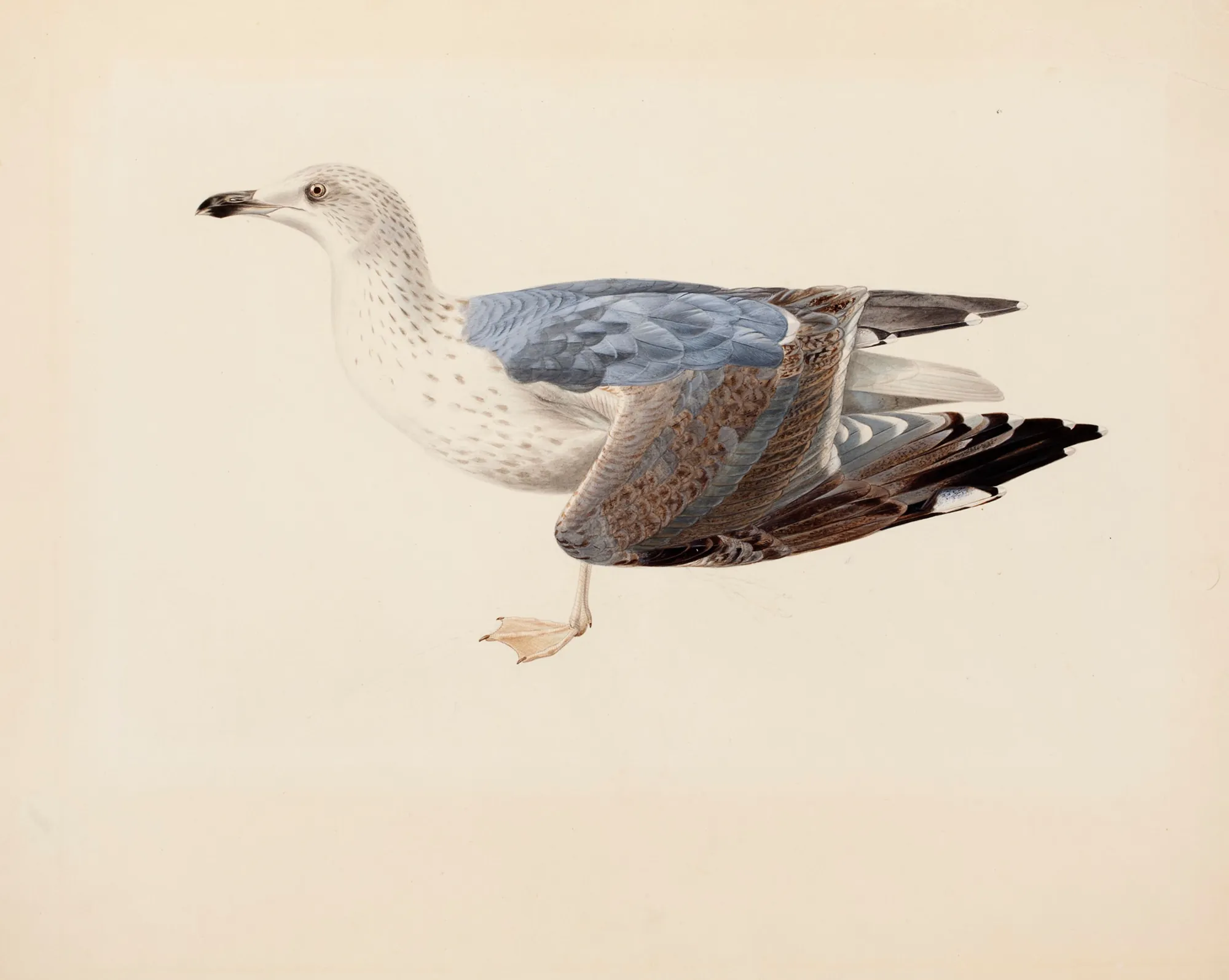 European Herring Gull